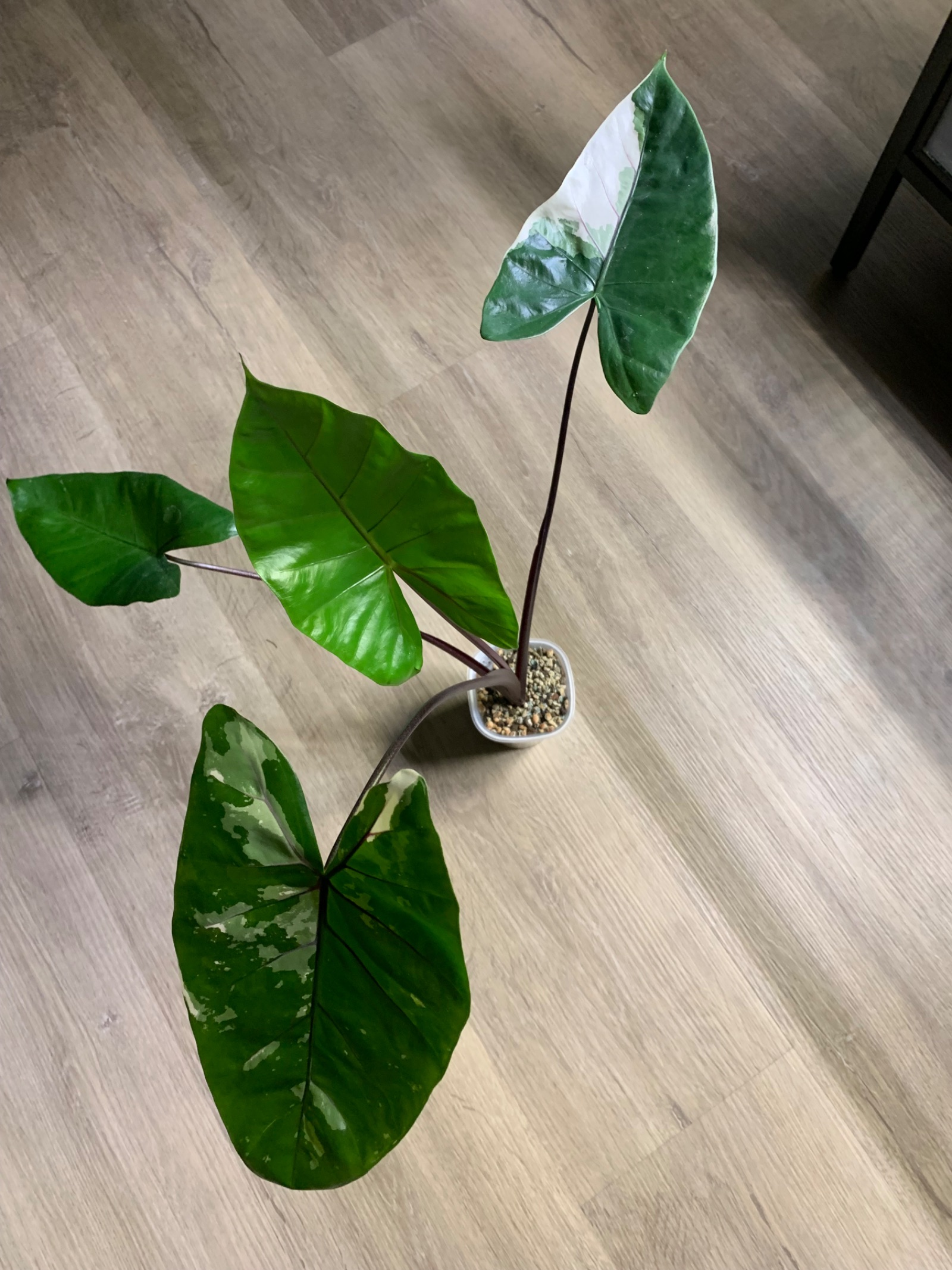 Alocasia Macrohrizza Black Stem Albo
