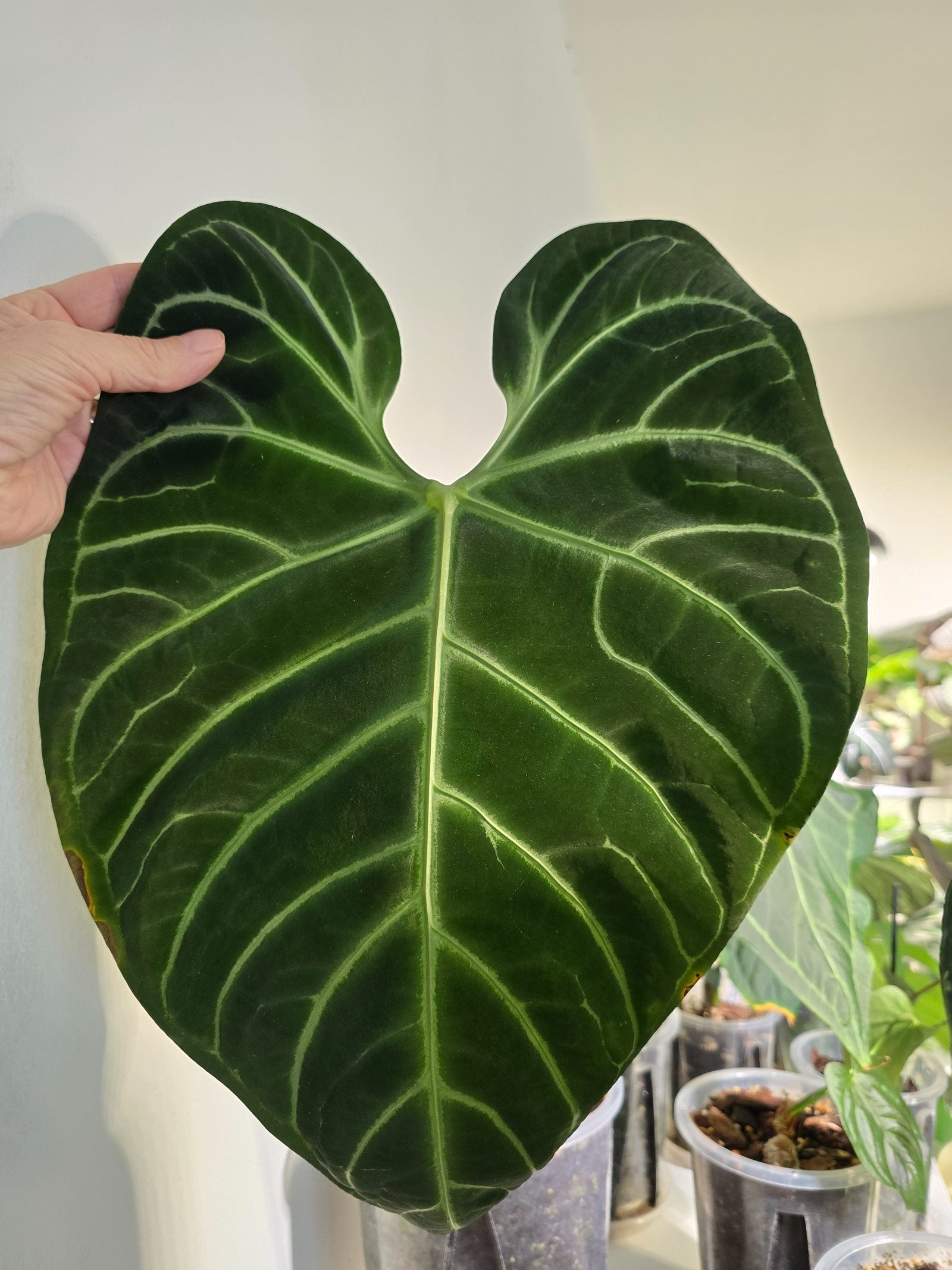 Anthurium Regale
