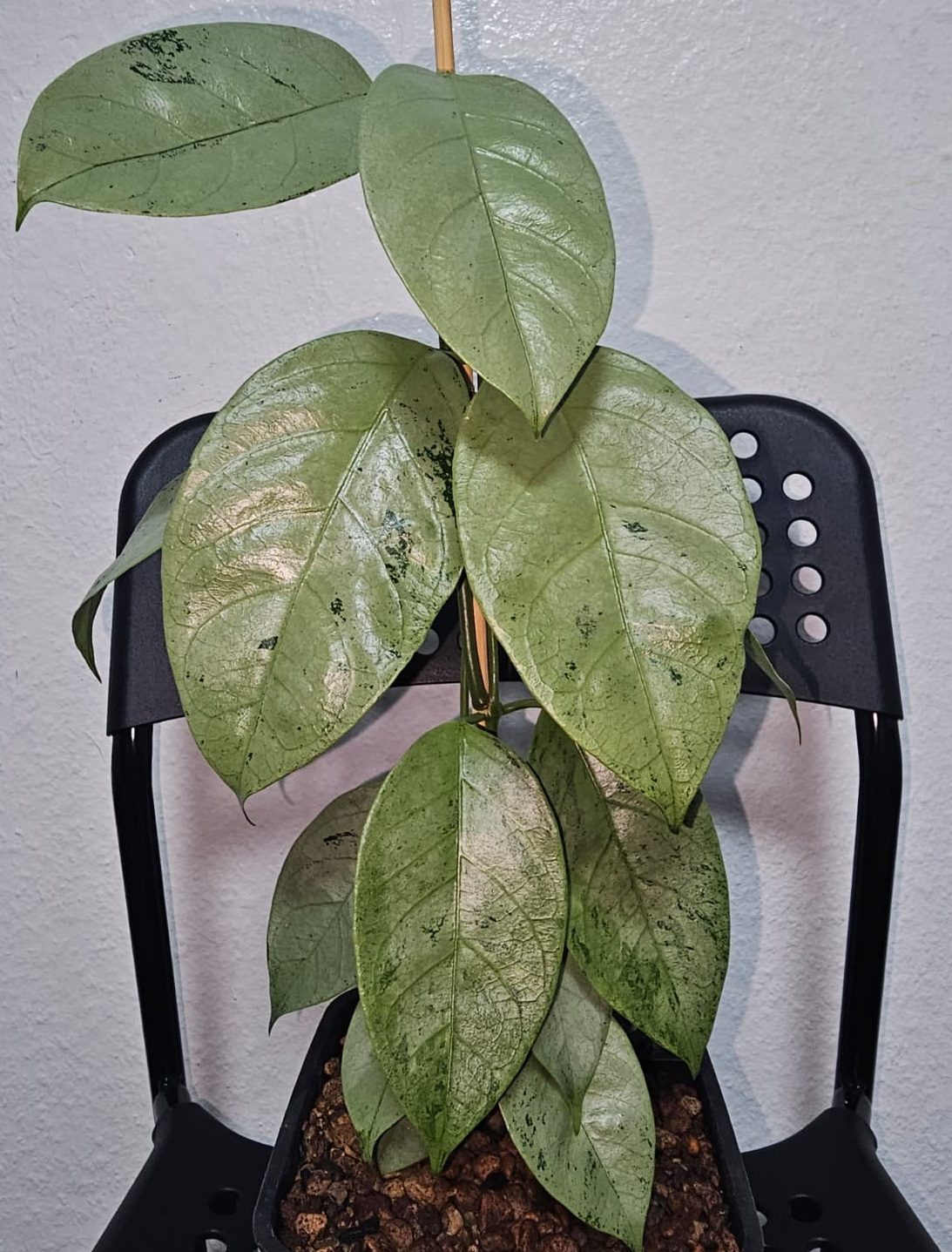 Hoya Coriacea Silver