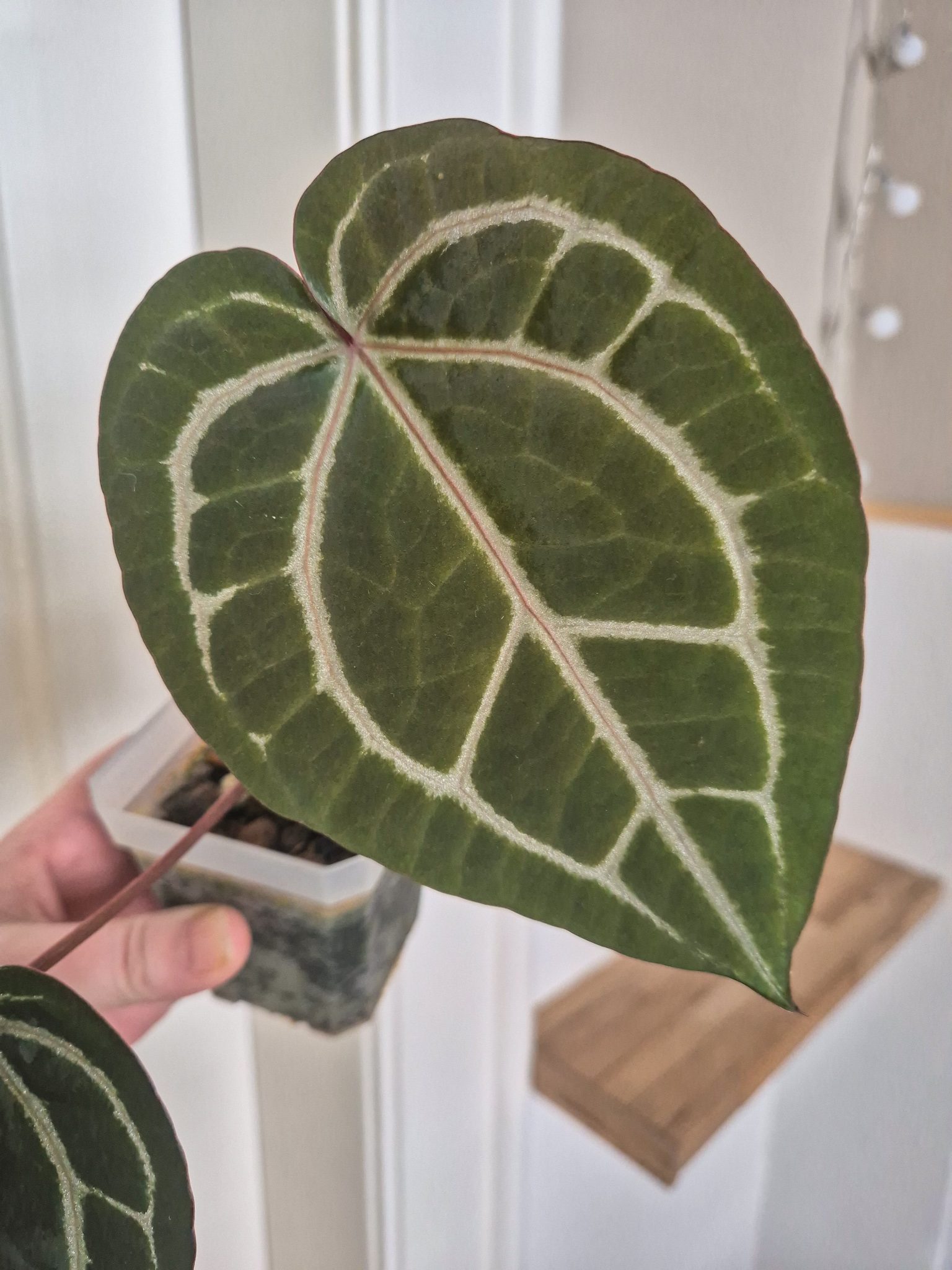 Anthurium Wonderboy X Michelle