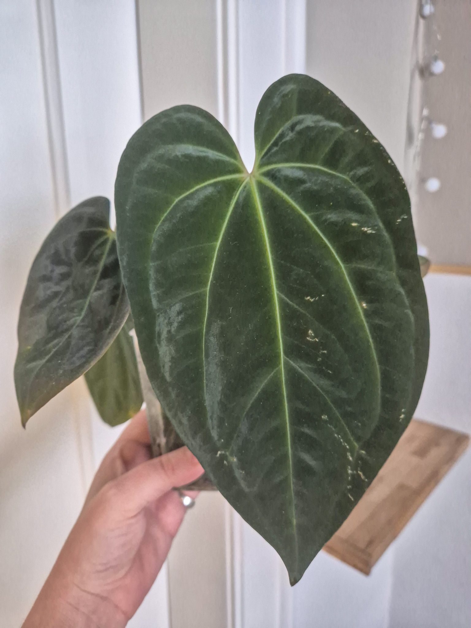 Anthurium (papi x BW) X Michelle