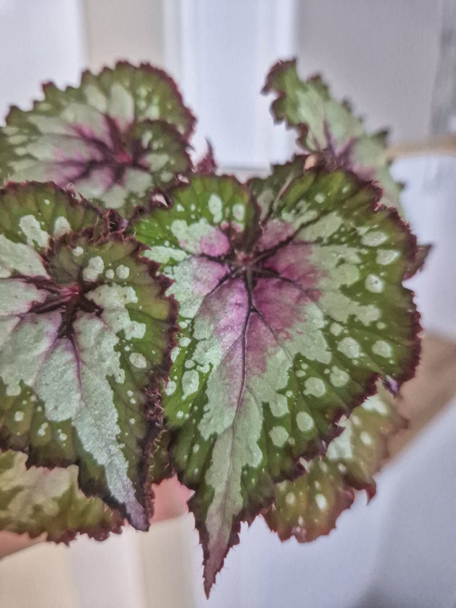 Begonie Rex 'Macarena'