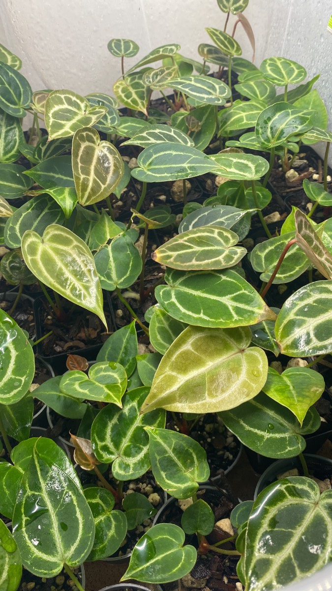 Anthurium Karma Crystal x self Seedling
