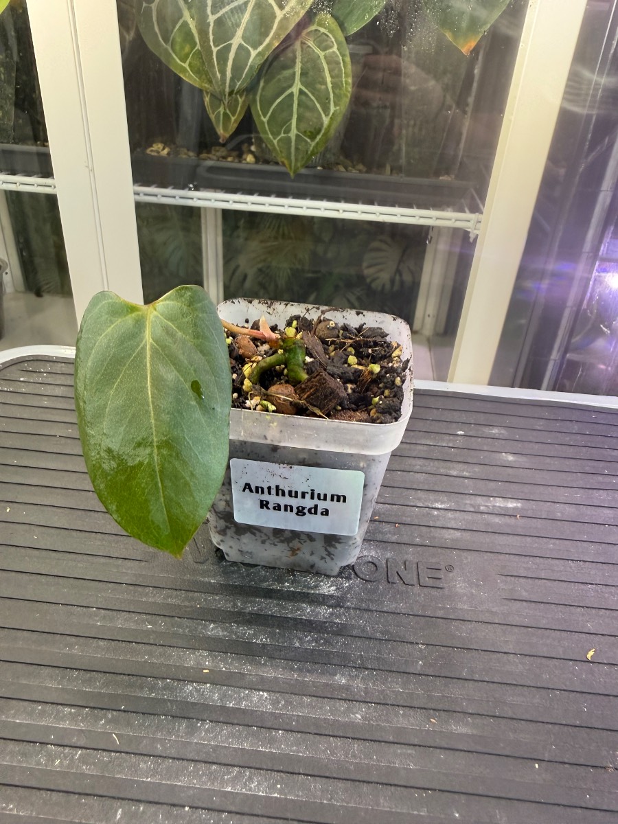Anthurium Rangda 1