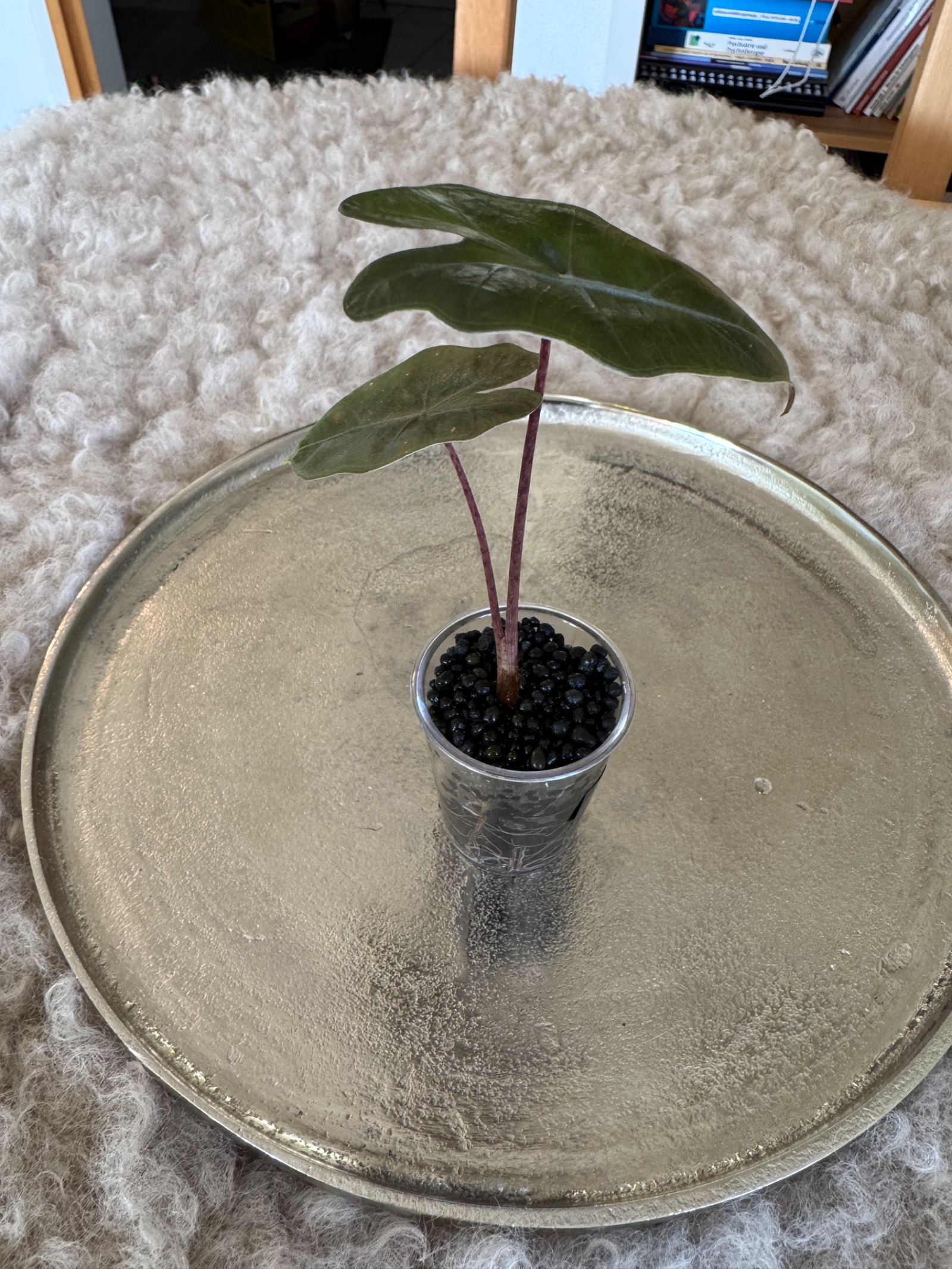 Pseudo Sanderiana pink (vergrünt)