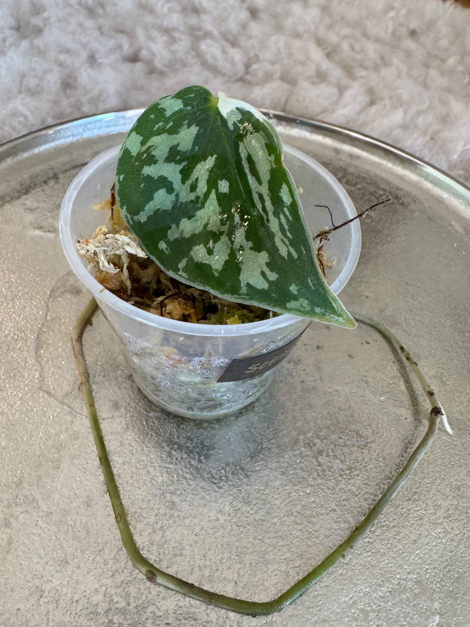 Scindapsus Mayari var