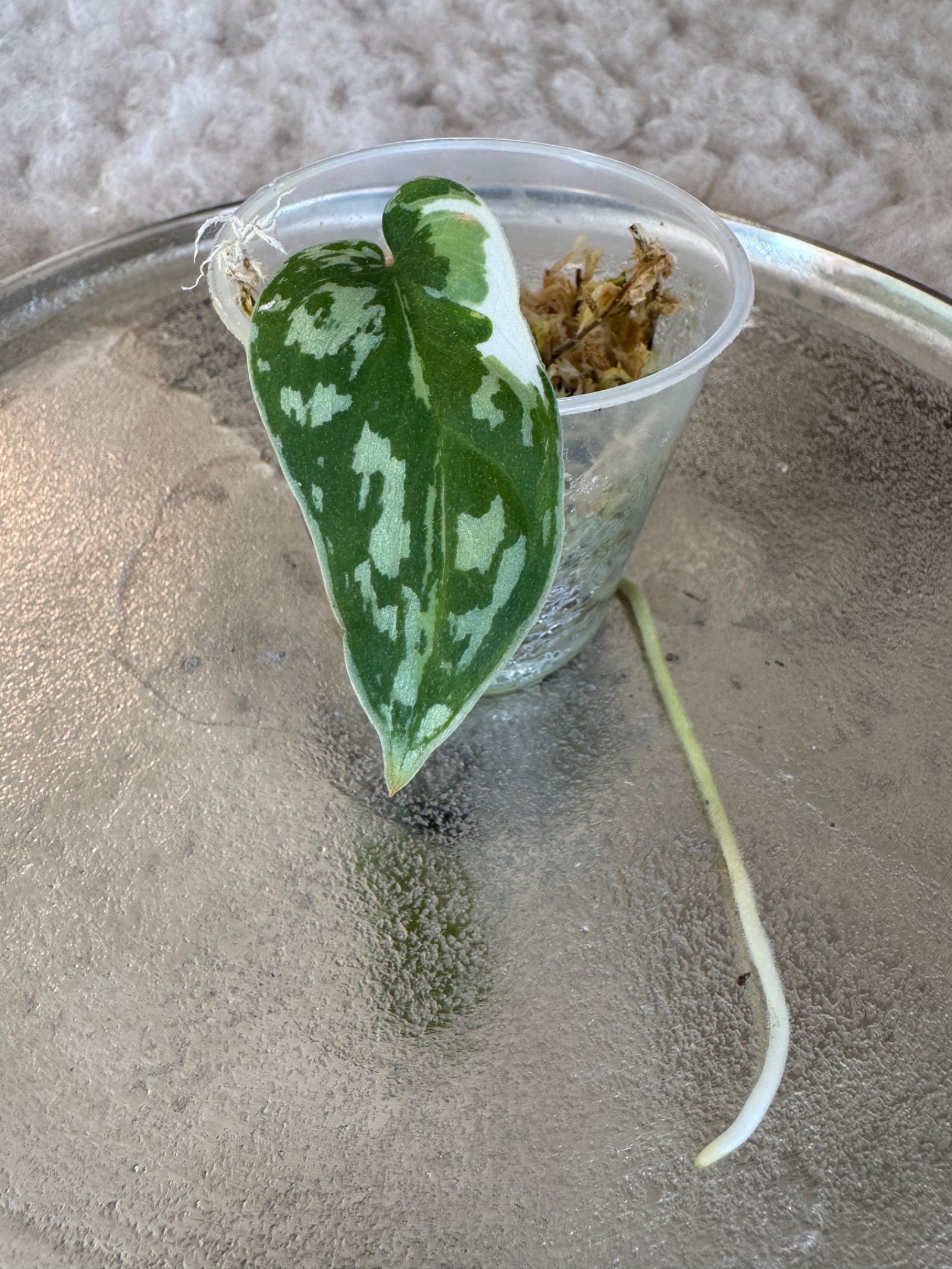 Scindapsus Mayari var