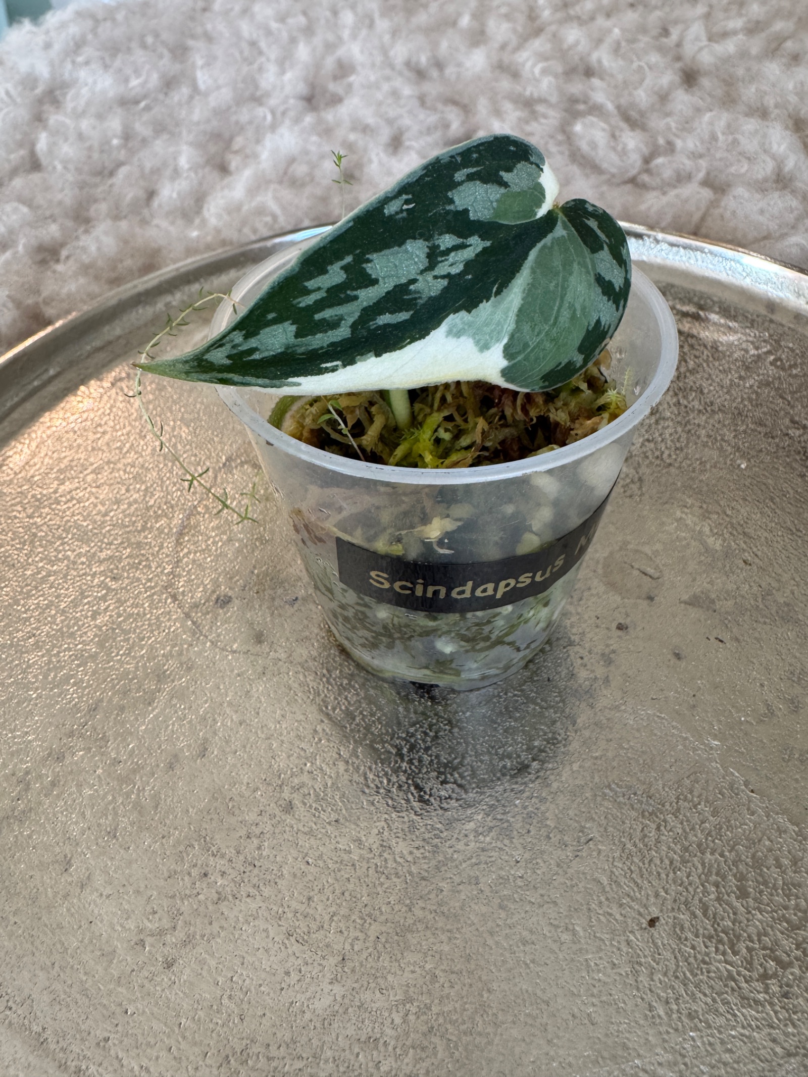 Scindapsus Mayari var.