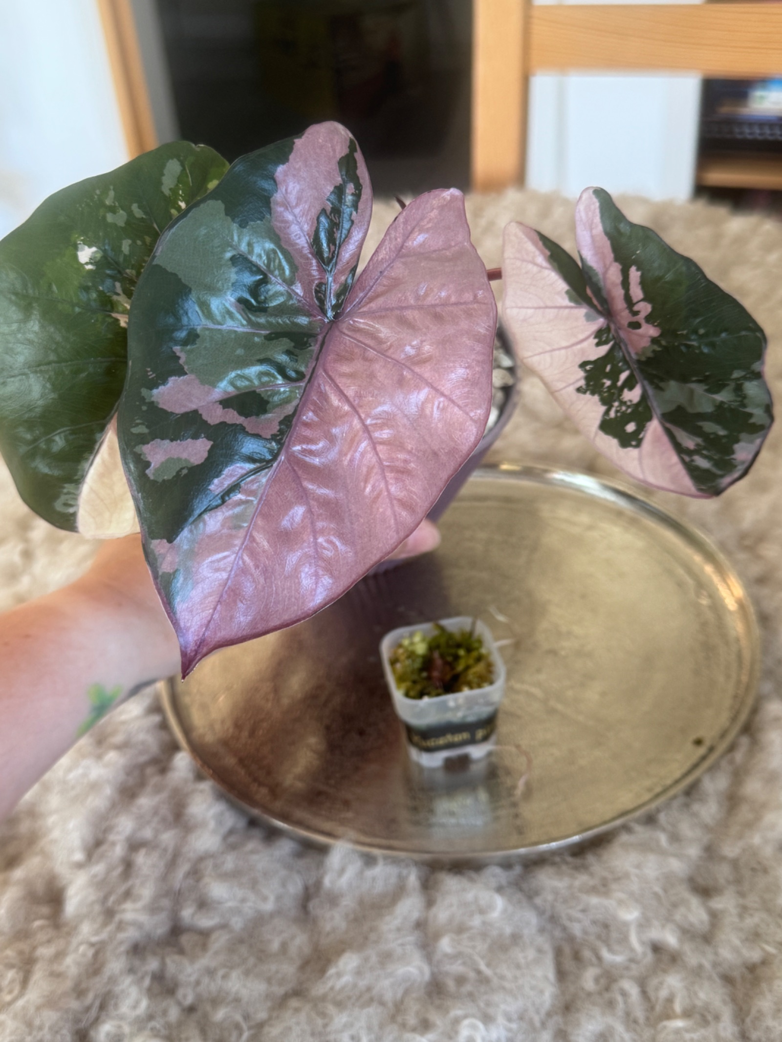 Yucatan pink var Rhizom