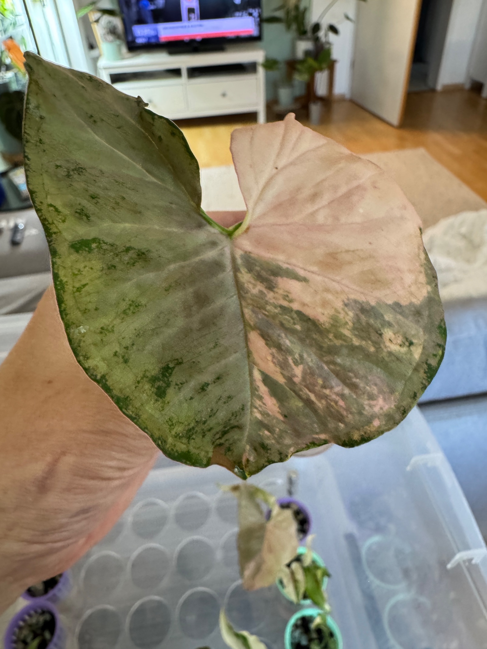 Syngonium Pink Spot Double var.
