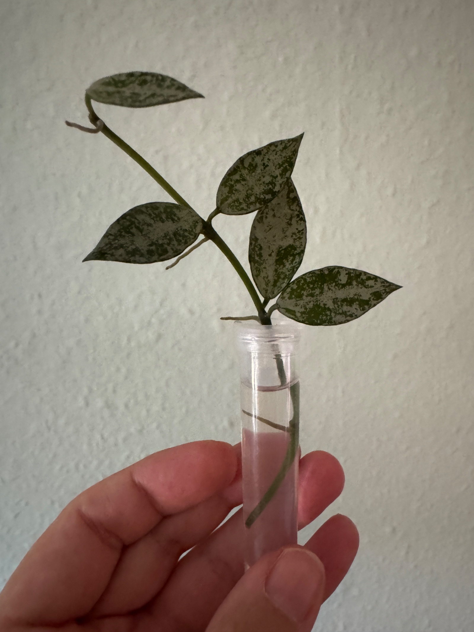 Hoya Lacunosa Jawa Barat