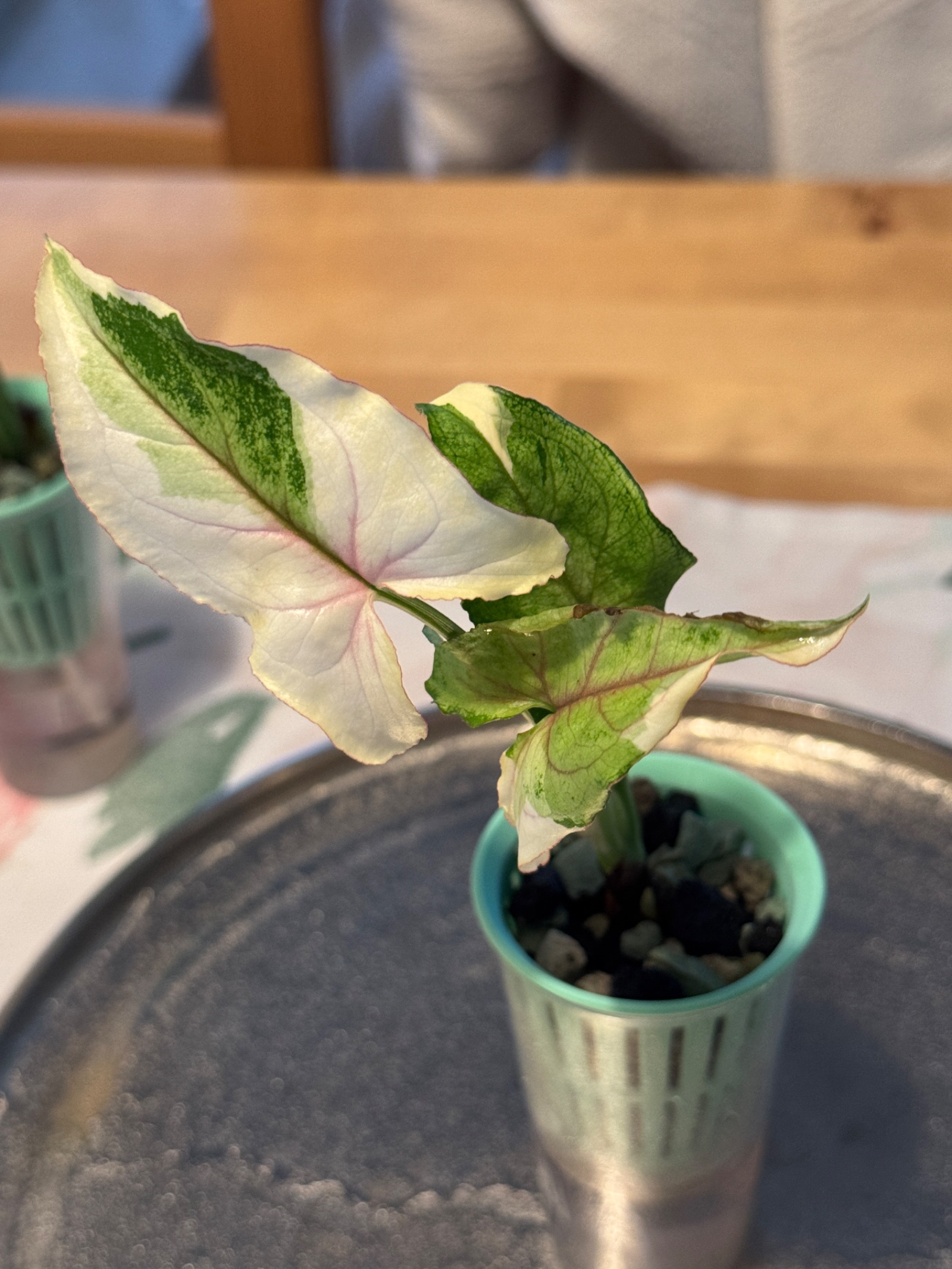 Syngonium White Princess