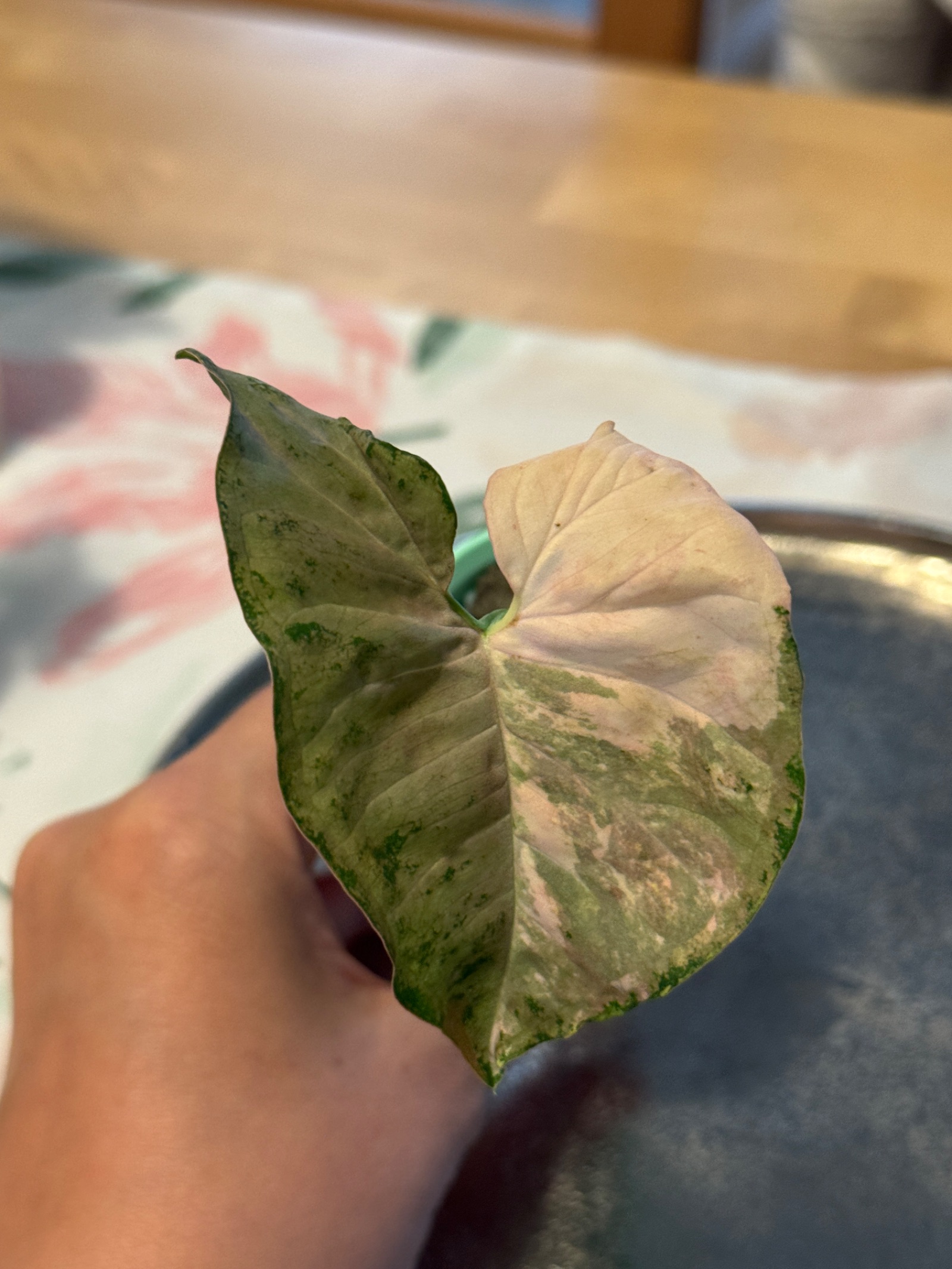 Syngonium Pink Spot Double var