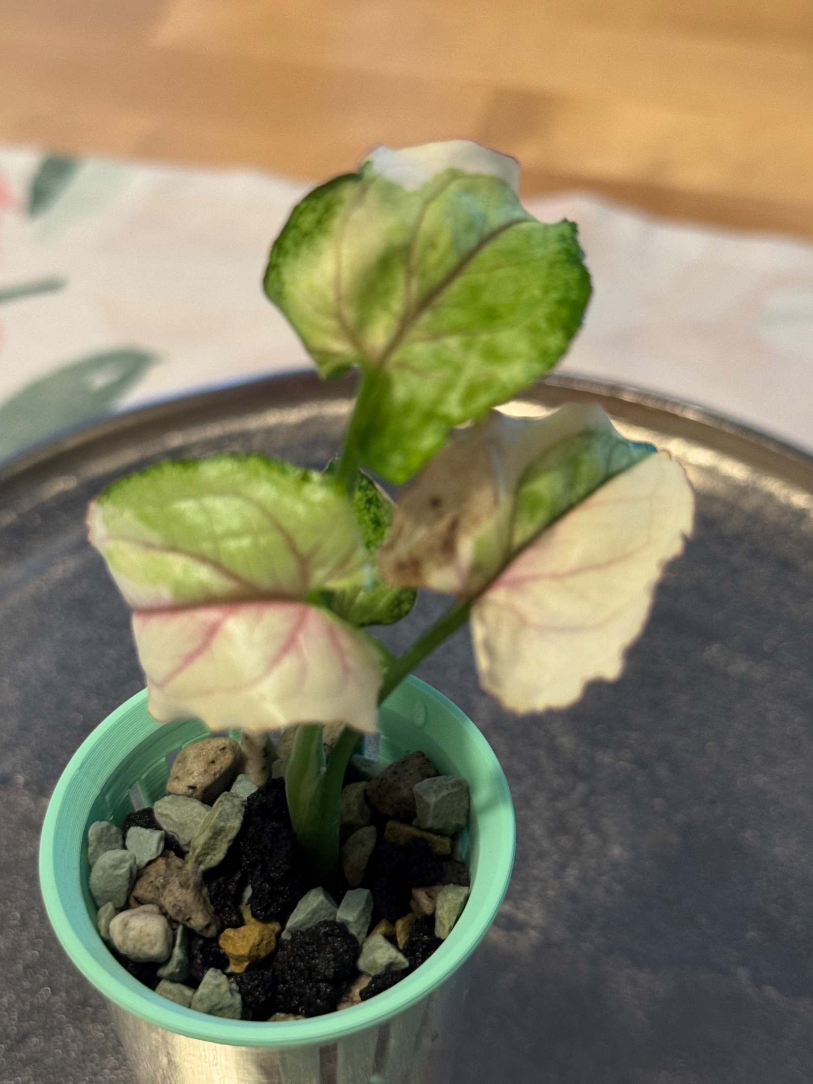 Syngonium White Princess