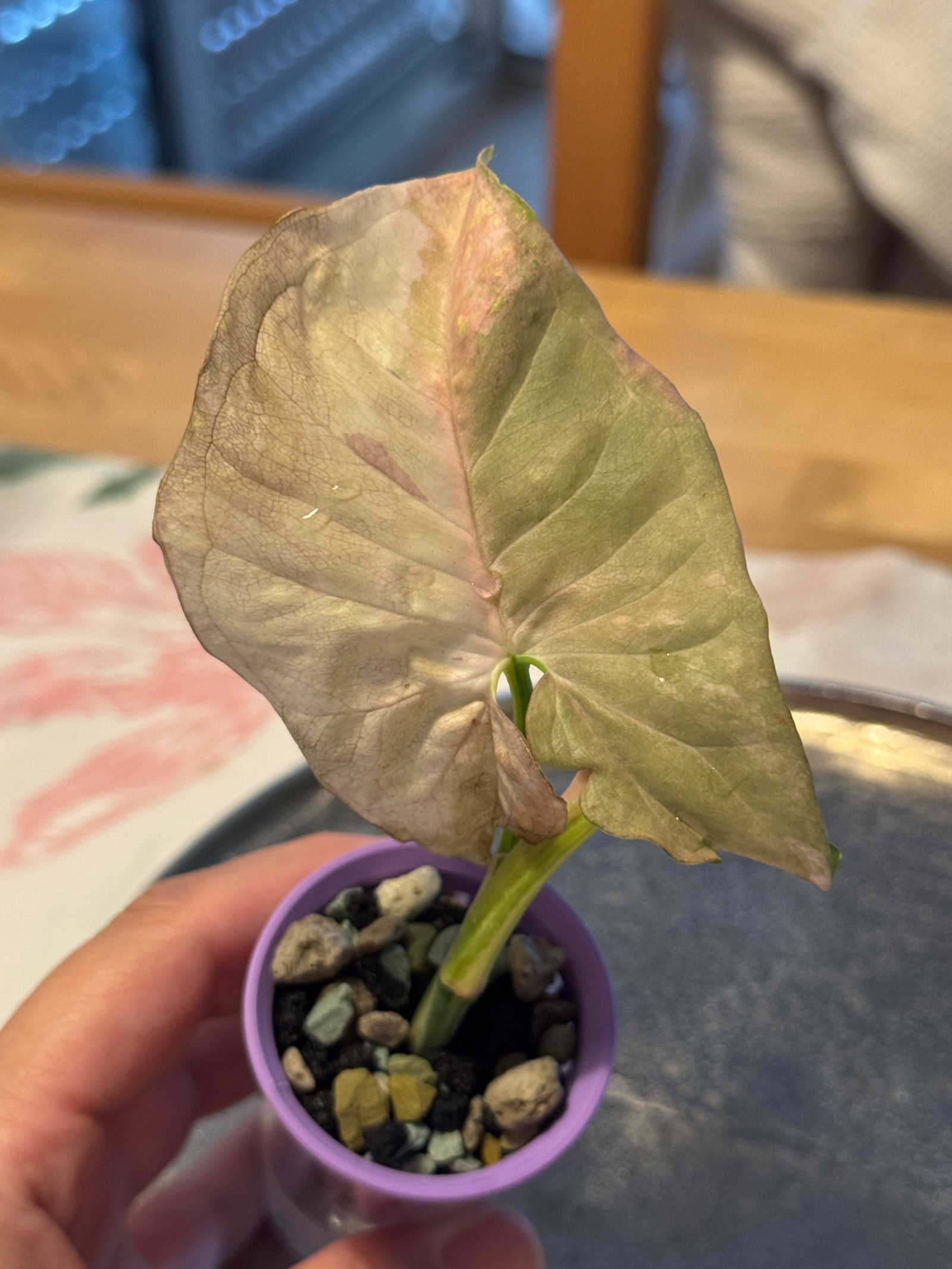 Syngonium Pink Spot Double var