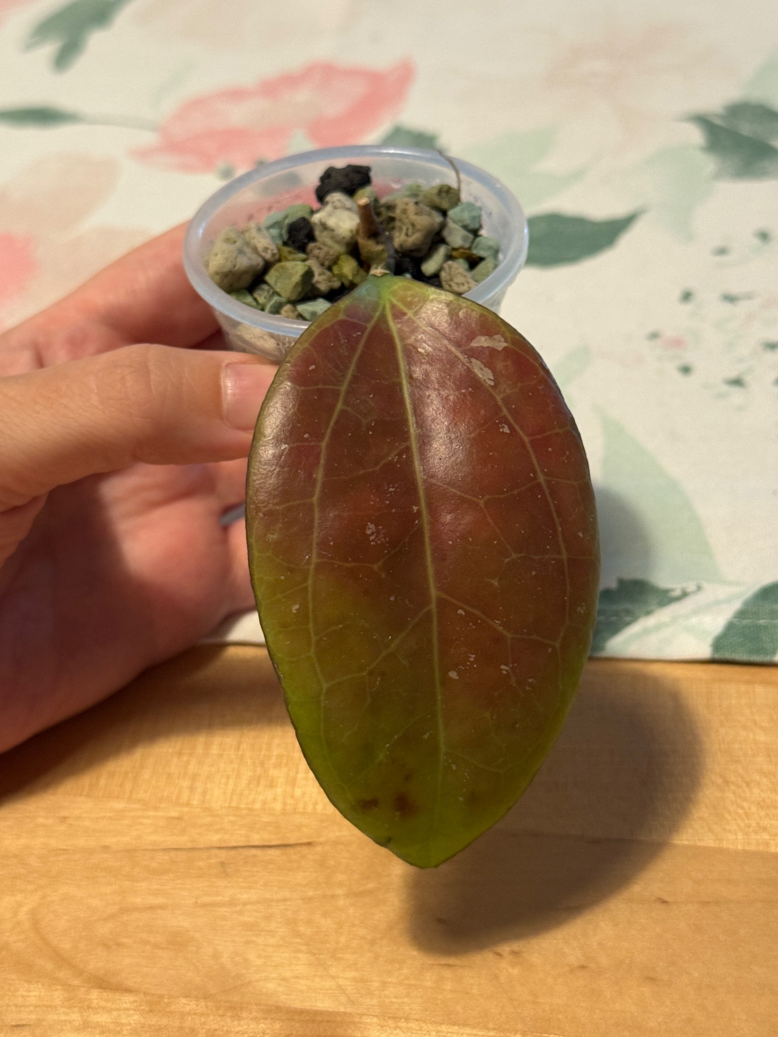 Hoya Joy