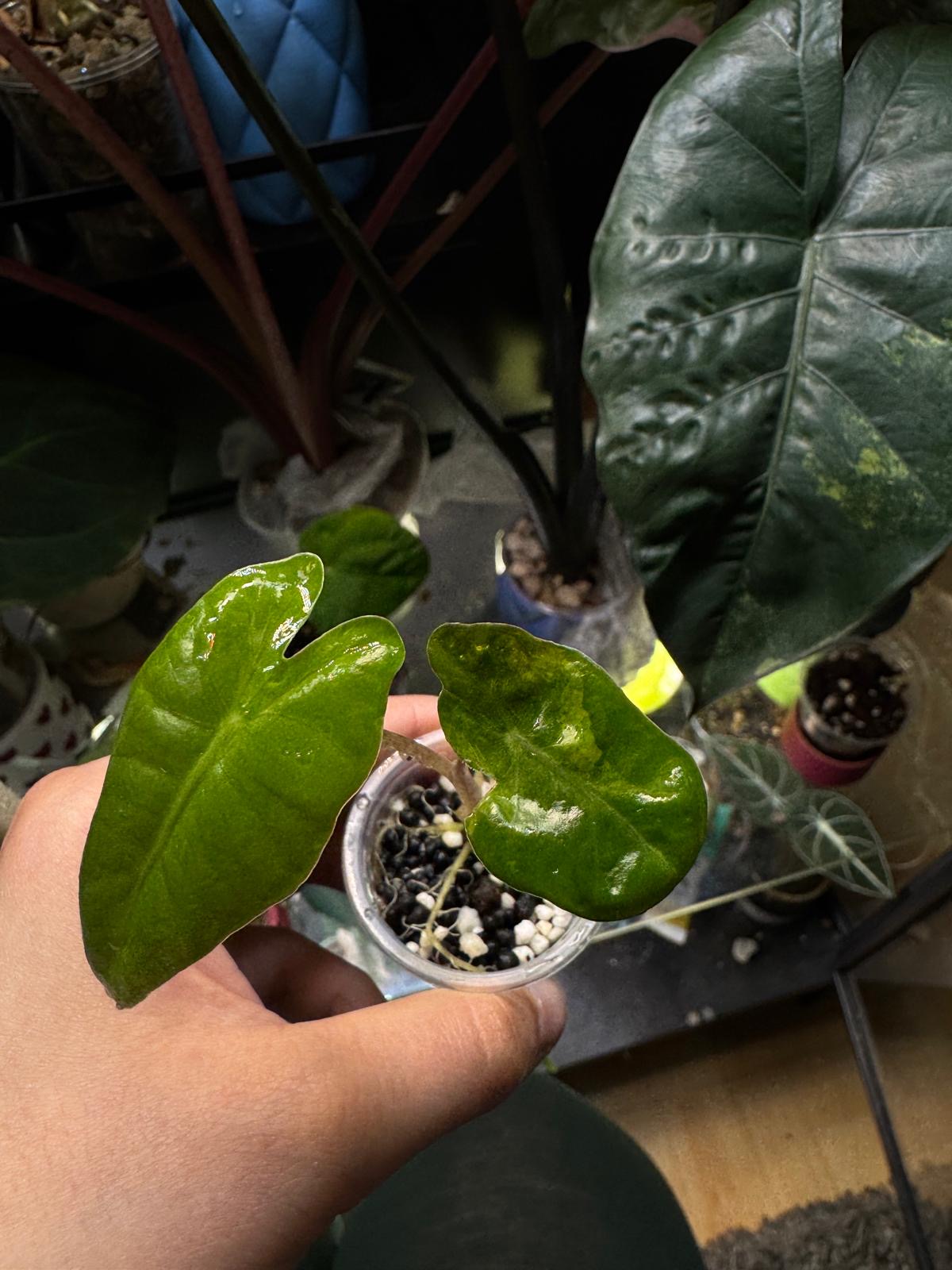 Pseudo Sanderiana Aurea Baby plant