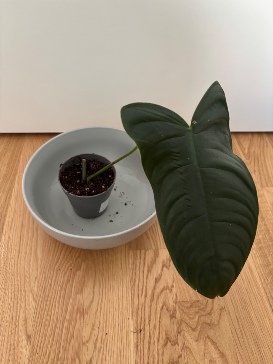 Philodendron Sharonie Mosquera