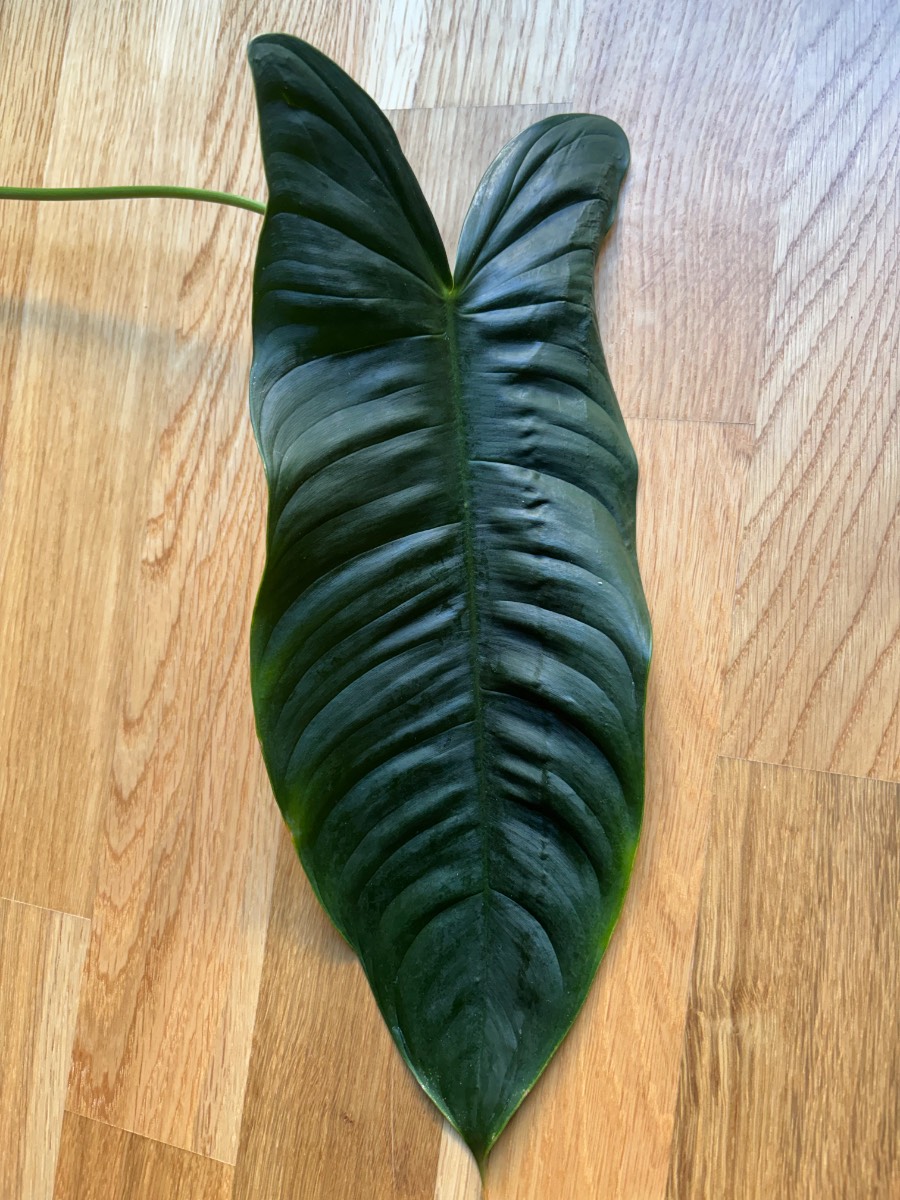 Philodendron Sharoniae Mosquera