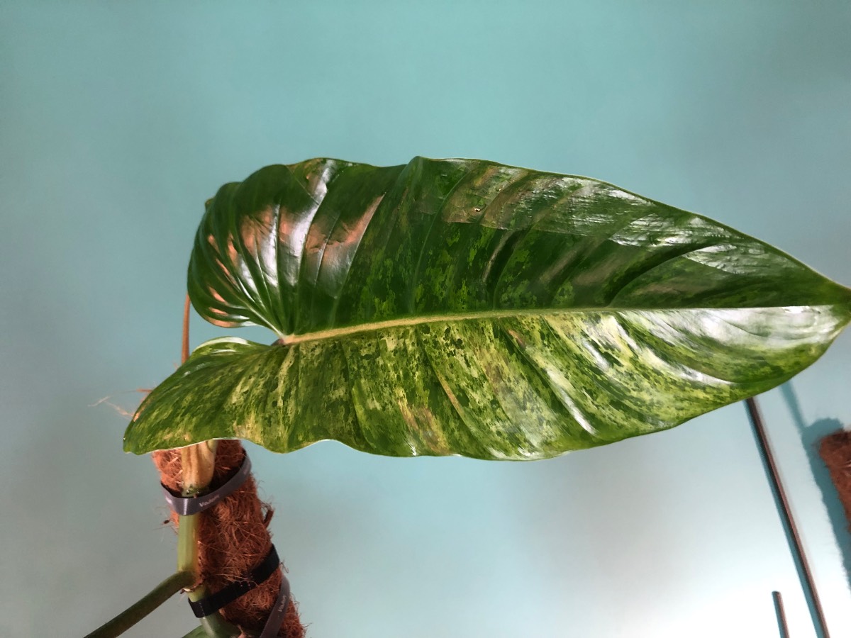 Philodendron Subhastatum Variegata