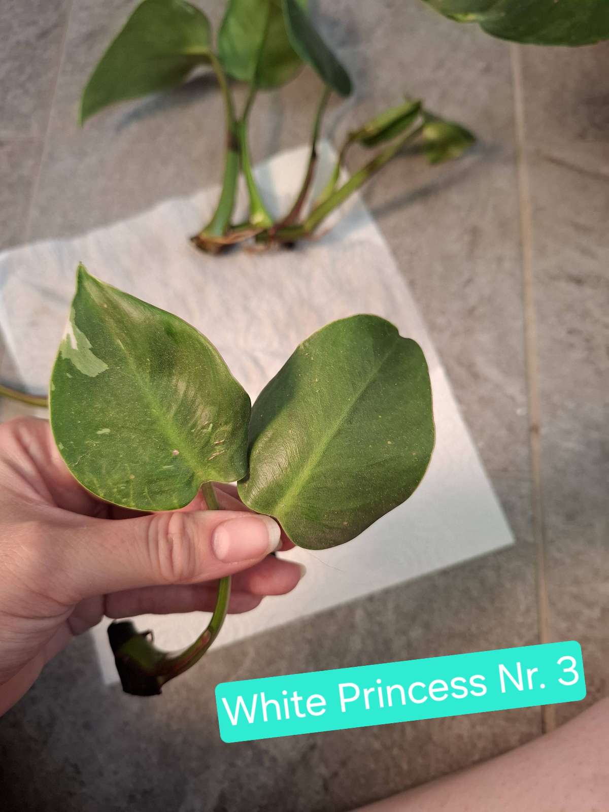 Philodendron White Princess Nr. 3