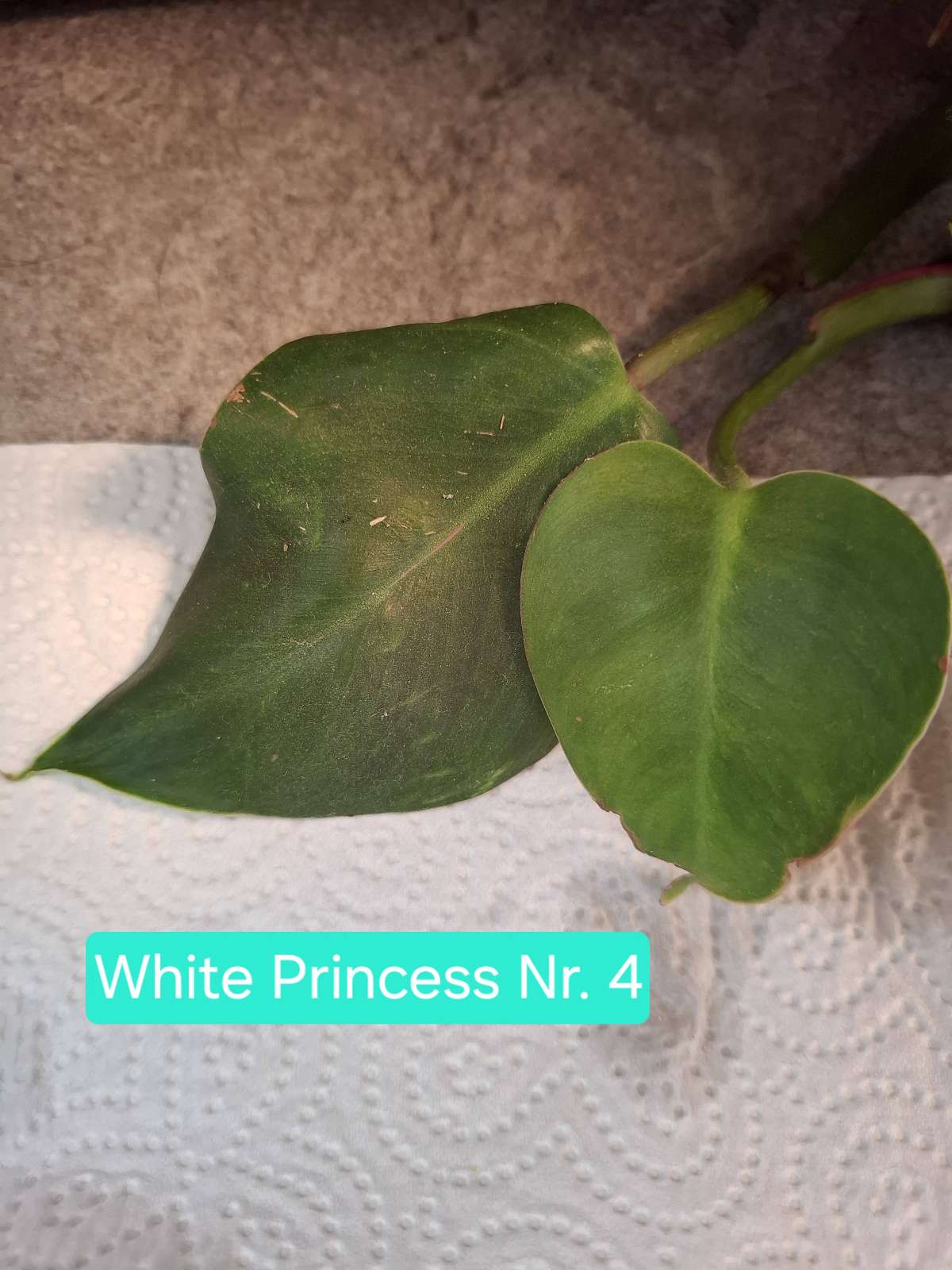 Philodendron White Princess Nr. 4