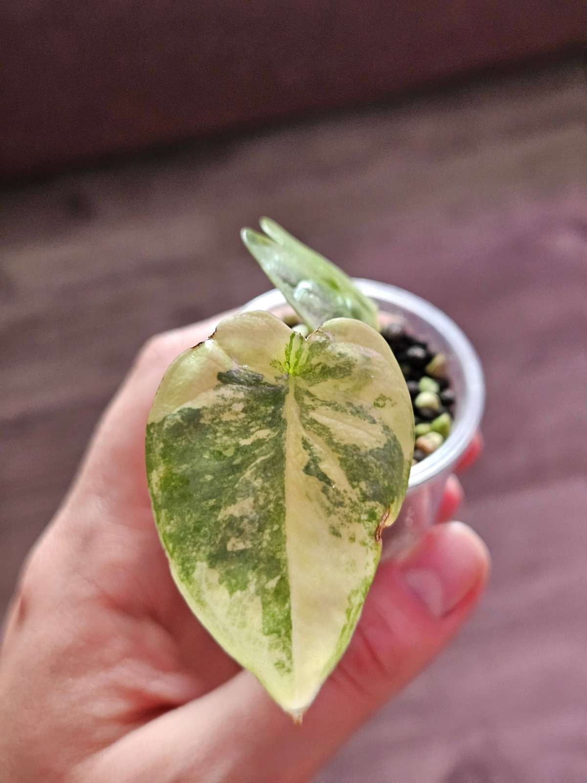 Alocasia Silver Dragon Aurea