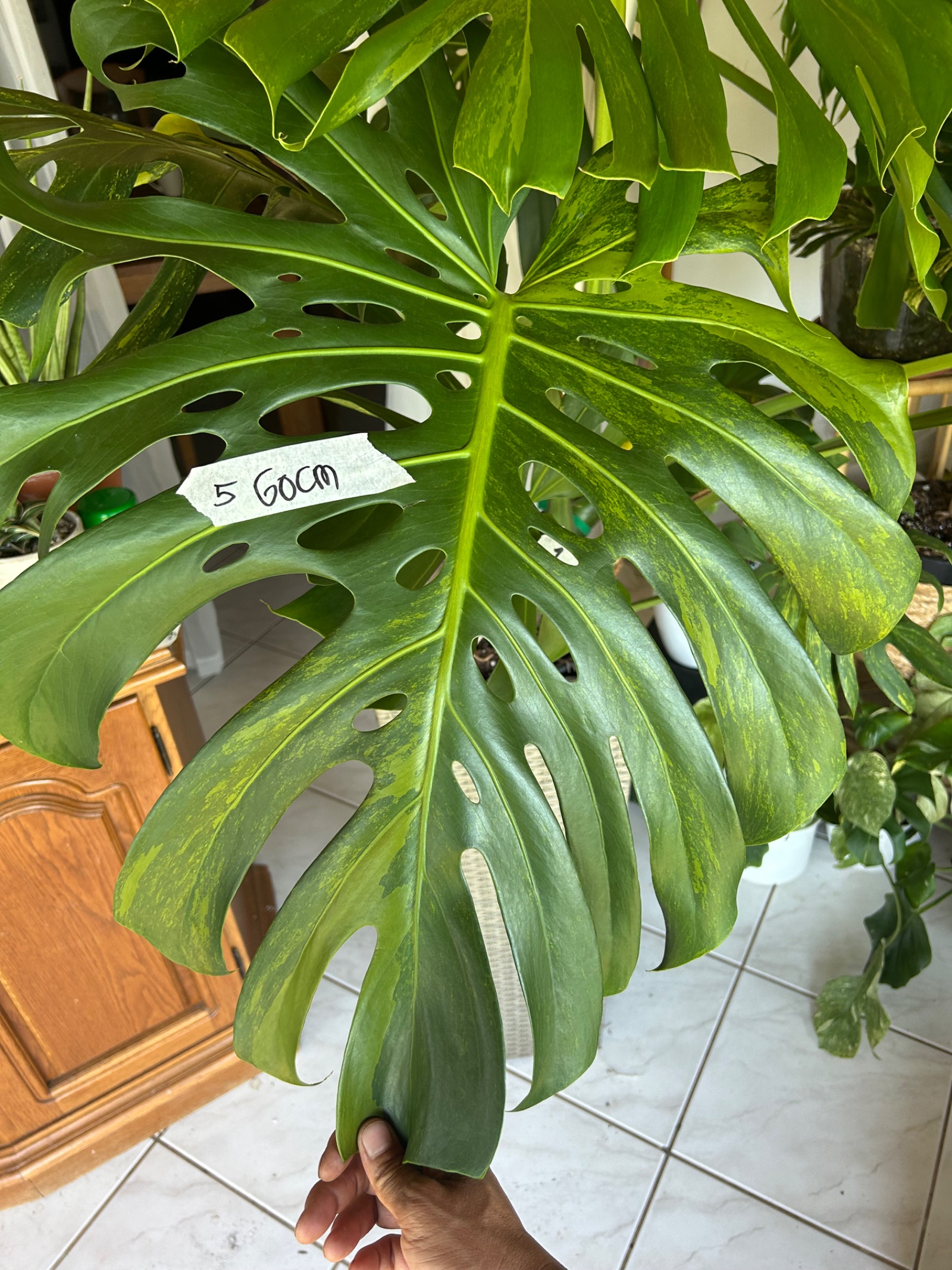 Monstera Green On Green Large form