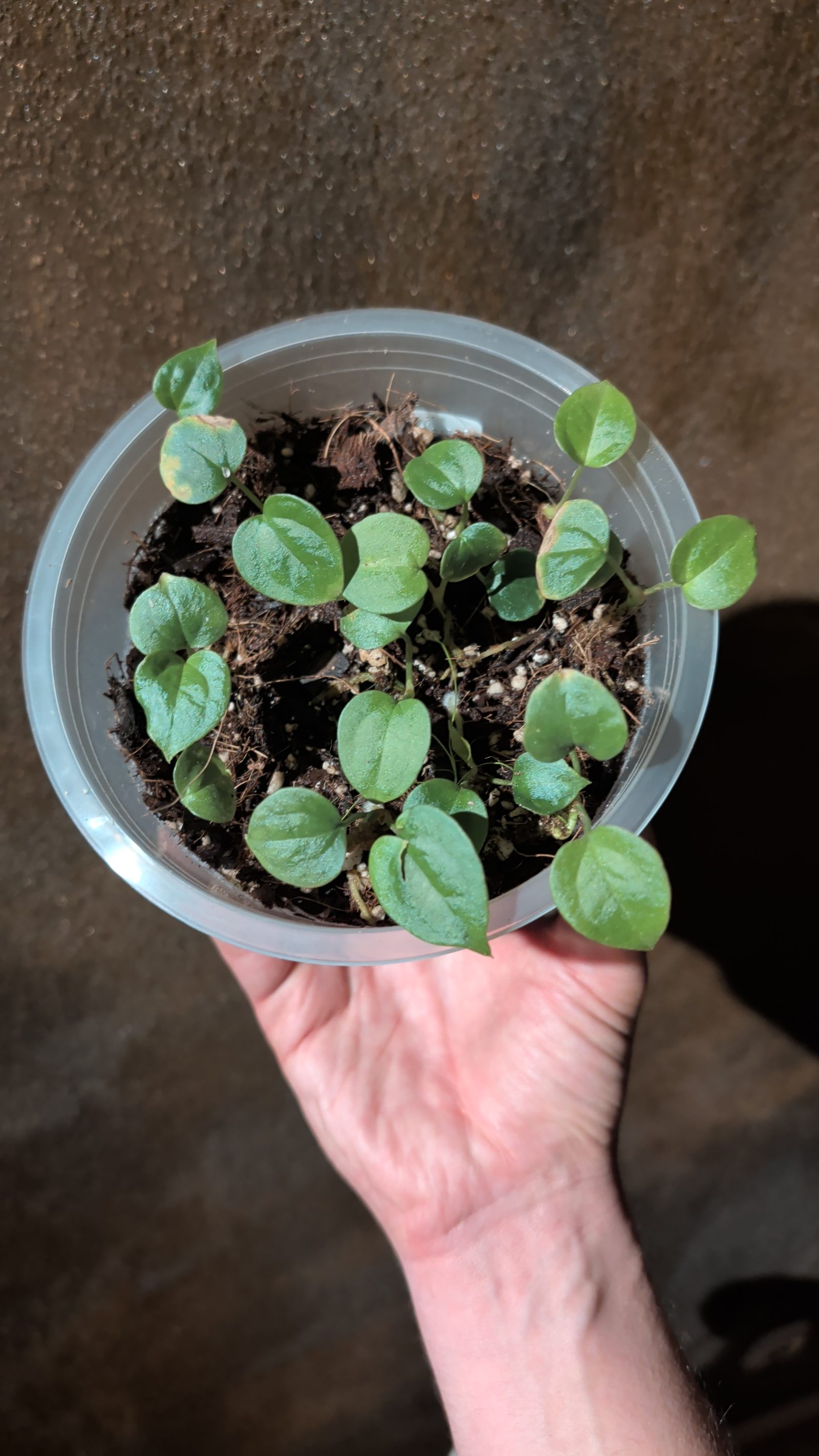 Anthurium Crystallinum x Luxurians Seedling