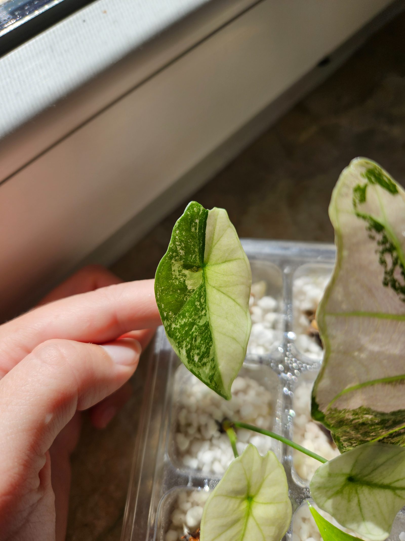 Alocasia Simpo Albo Babypflanze
