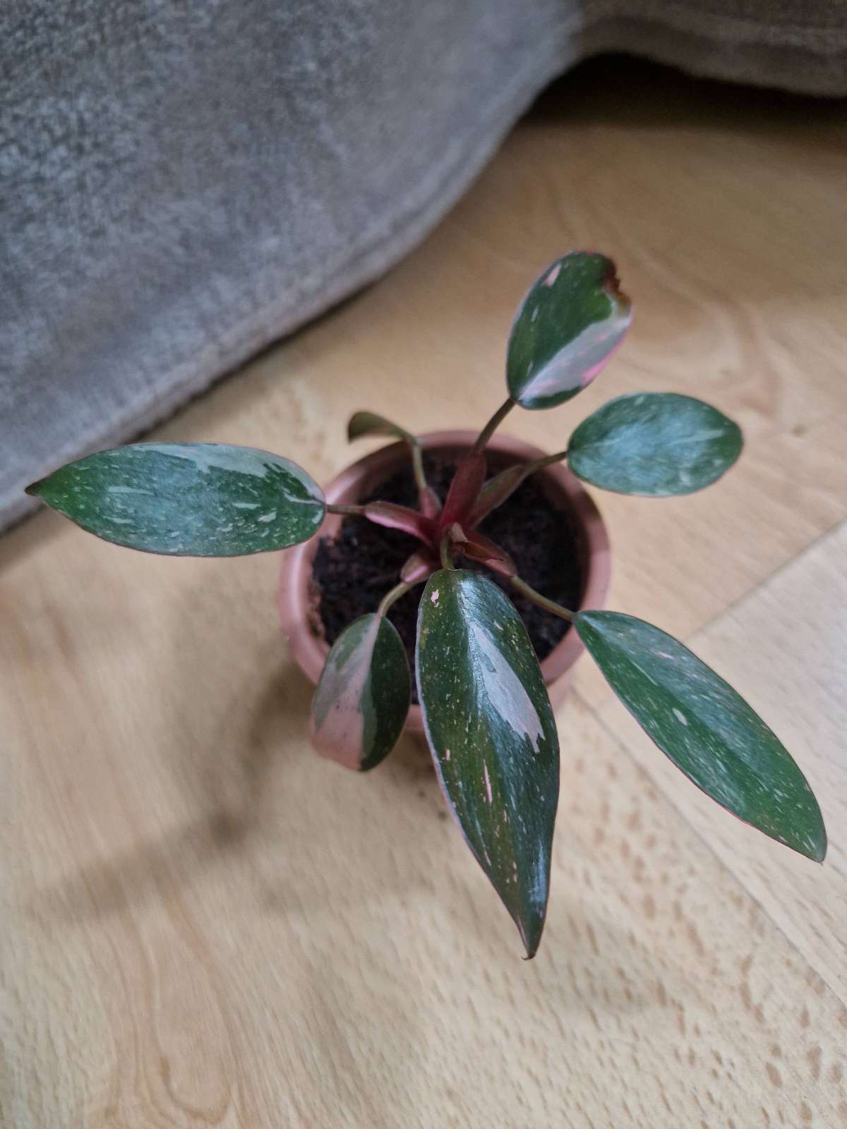 Philodendron "Pink princess"