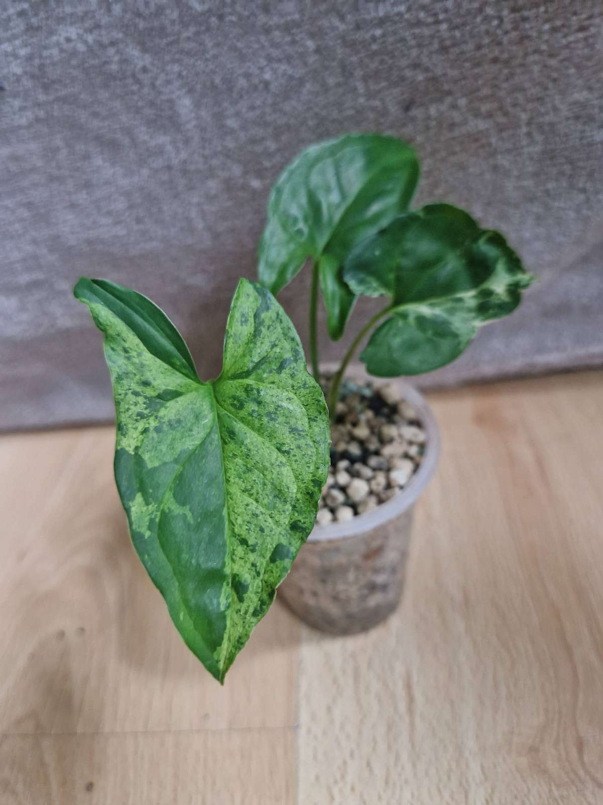 Syngonium "Mottled Mojito"