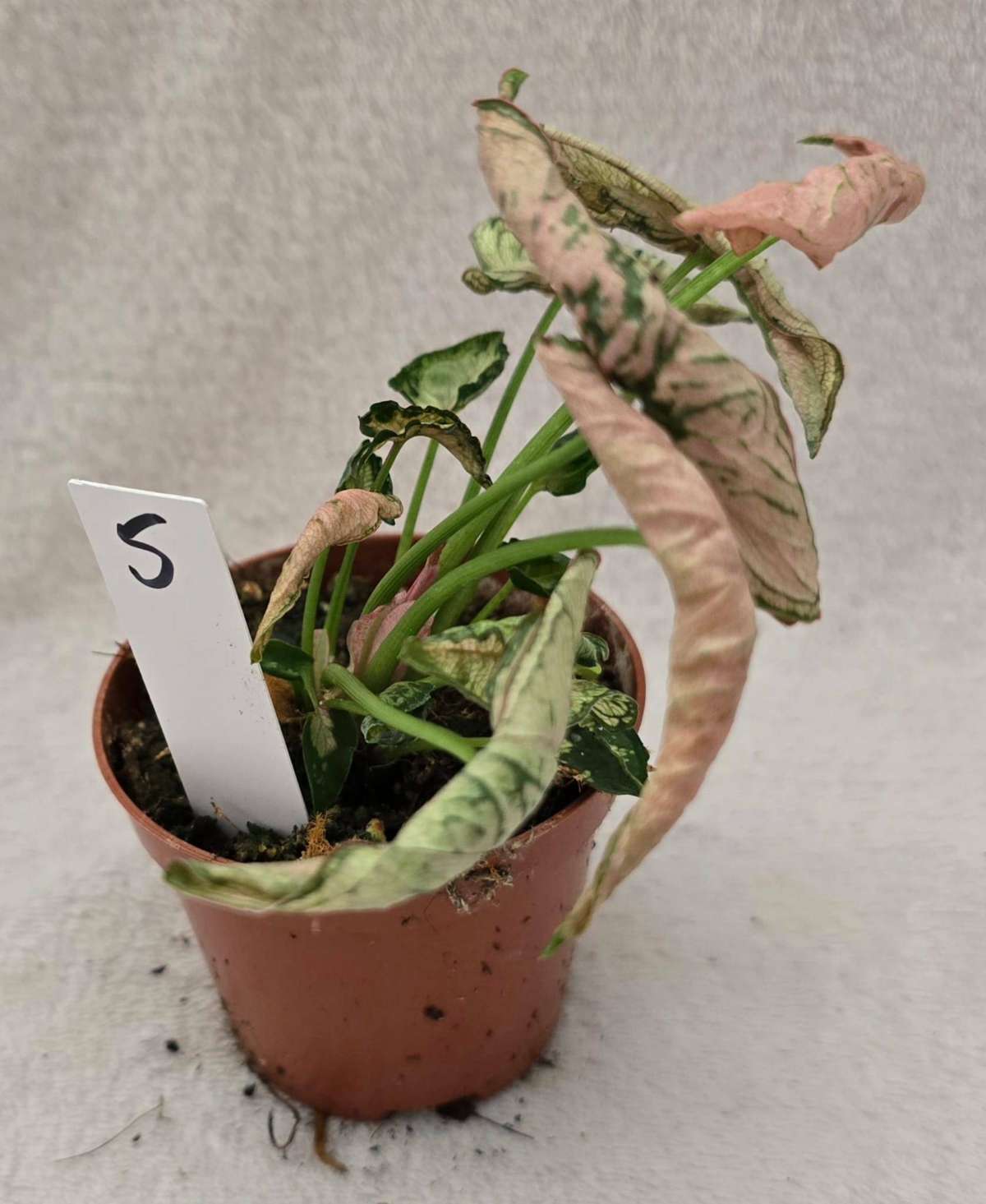 🌿 Syngonium Pink Rolli