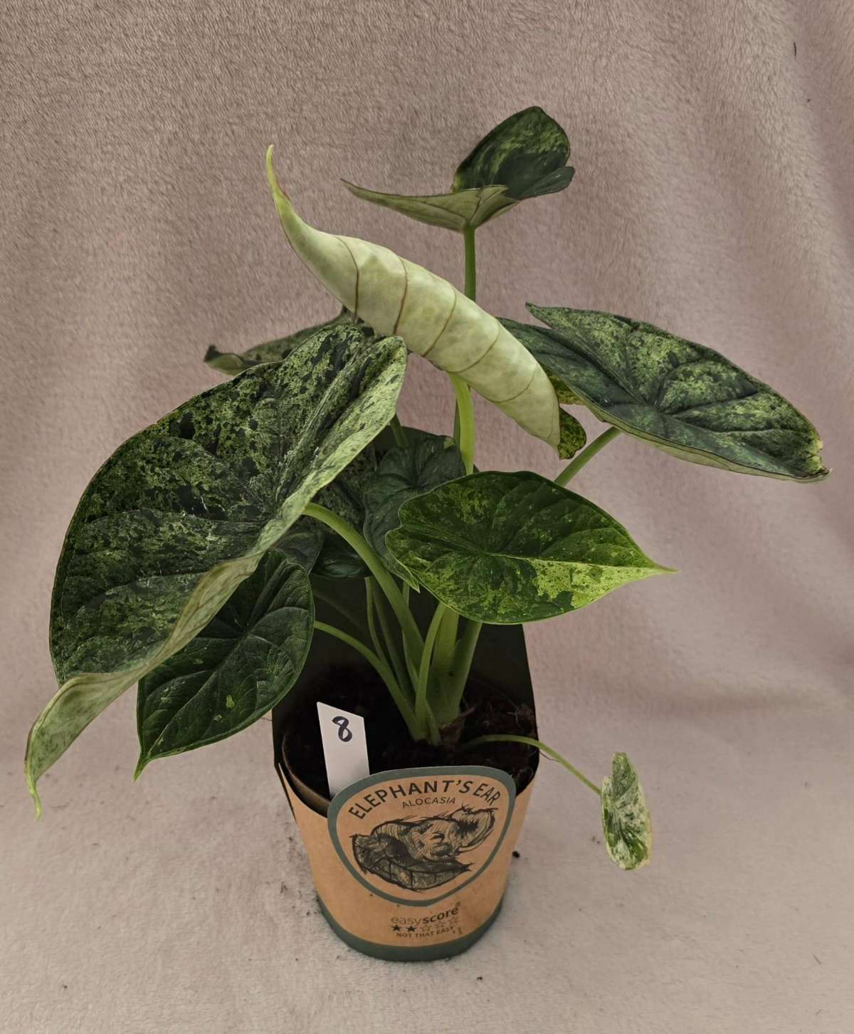 Alocasias Dragon Scale Mint