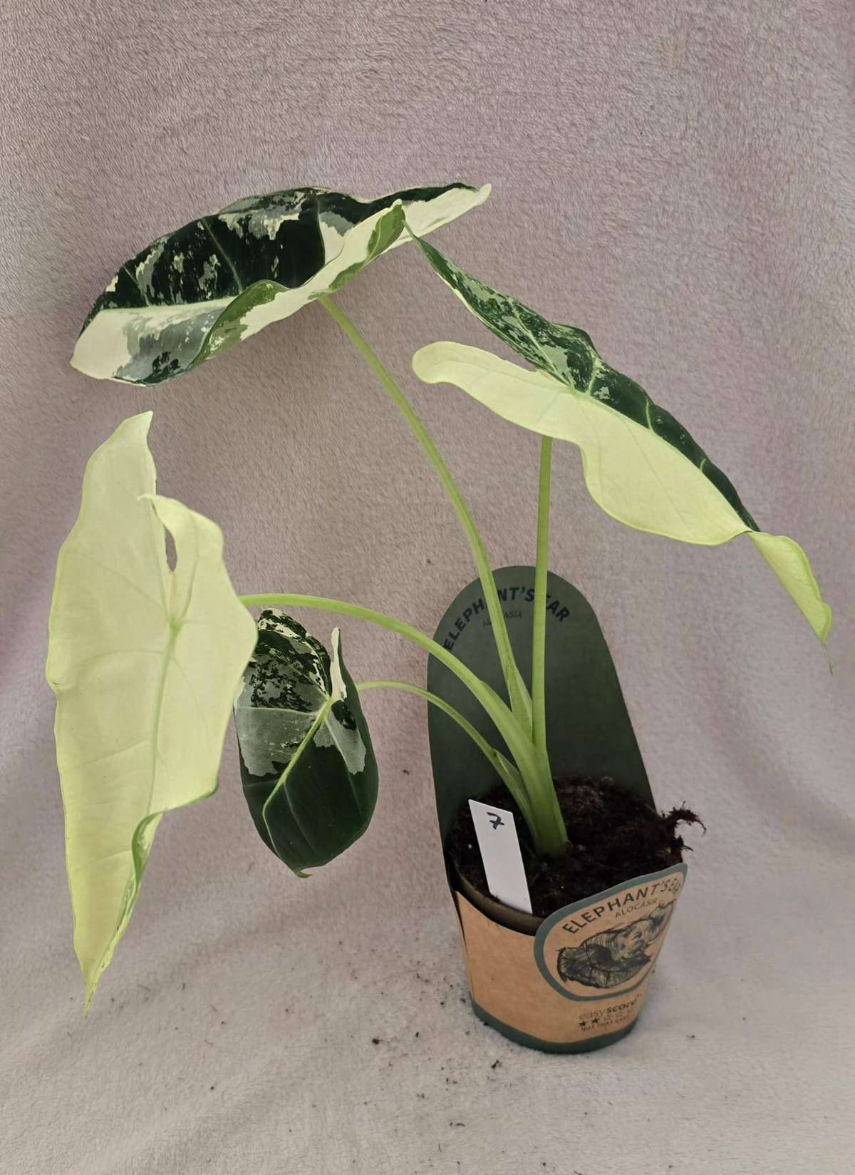 Alocasias Frydek Varigata