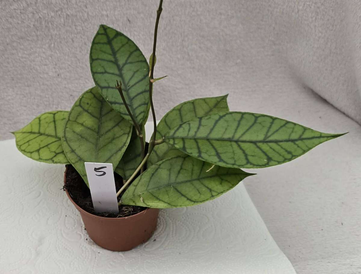 Hoya Callistophylla