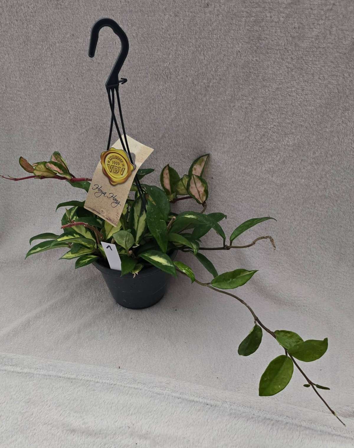 Hoya carnosa Tricolor
