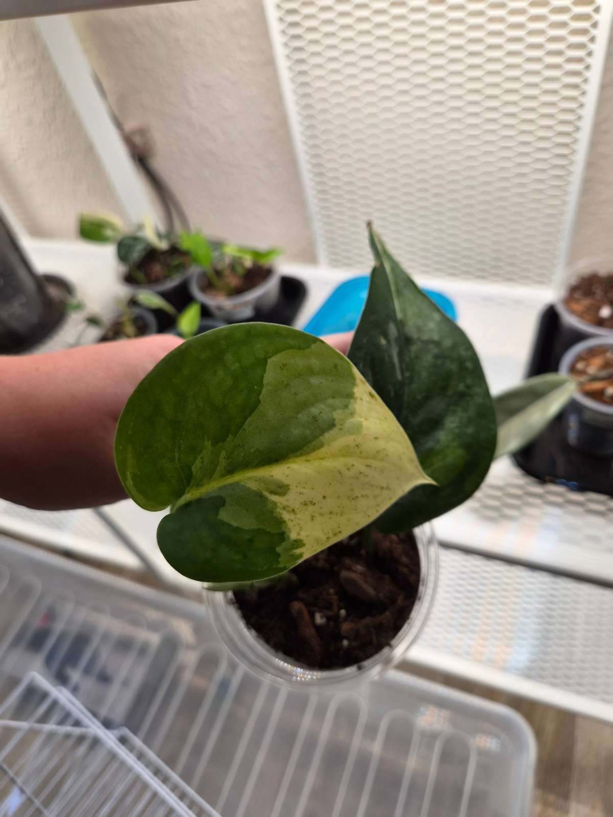 Scindapsus Jade Satin albo