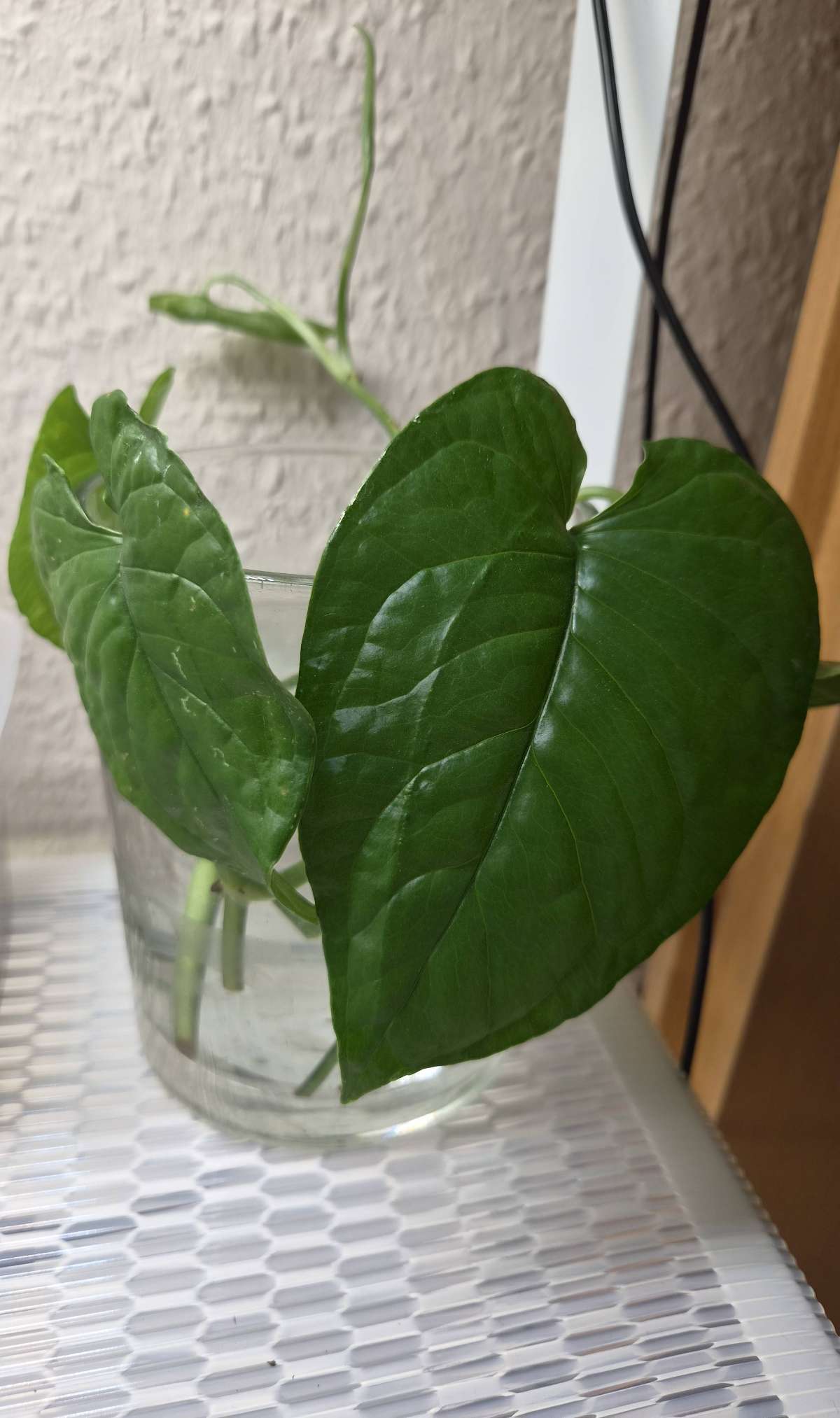 Monstera Membranacea