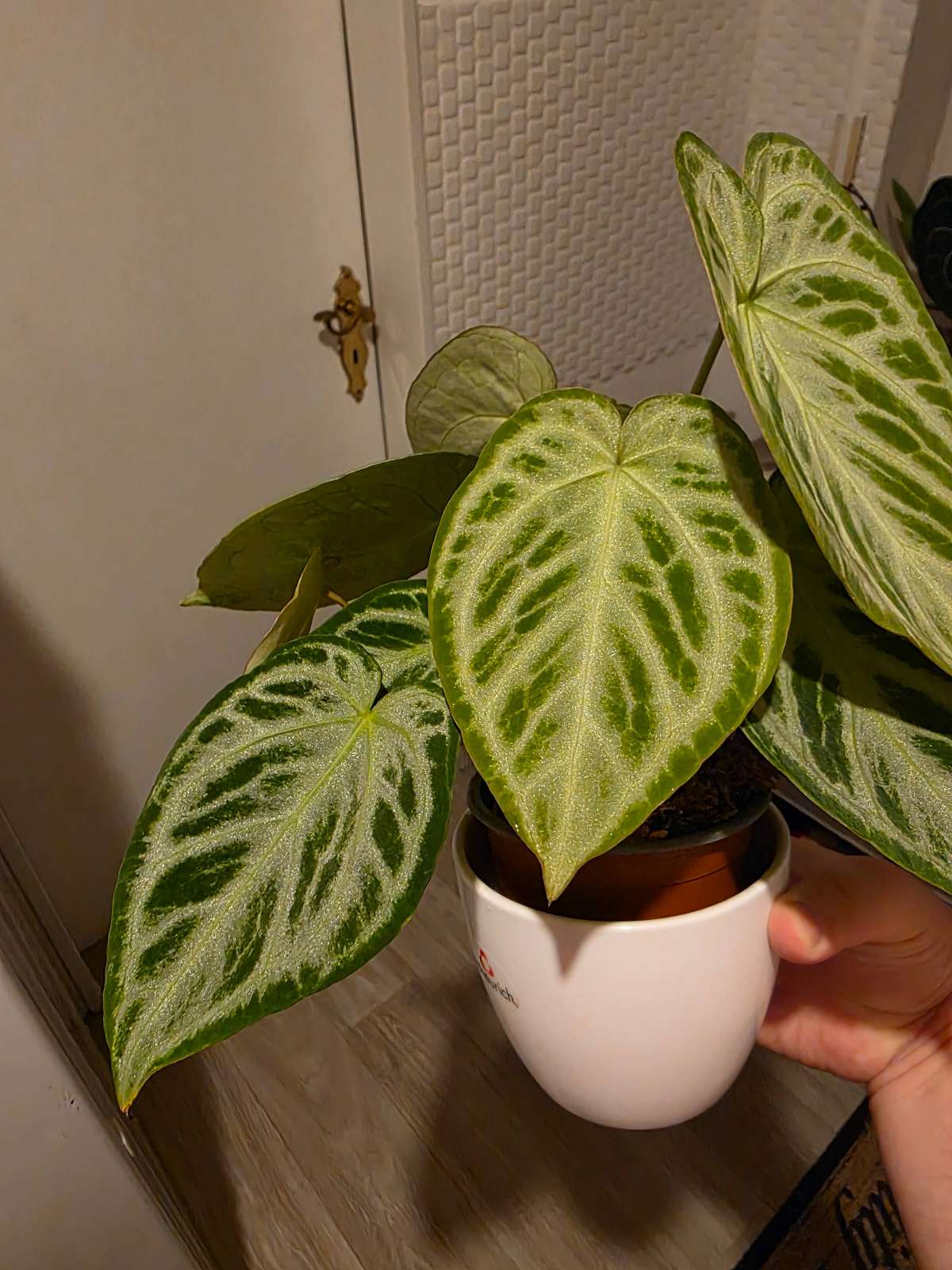 Anthurium Silver Chrome