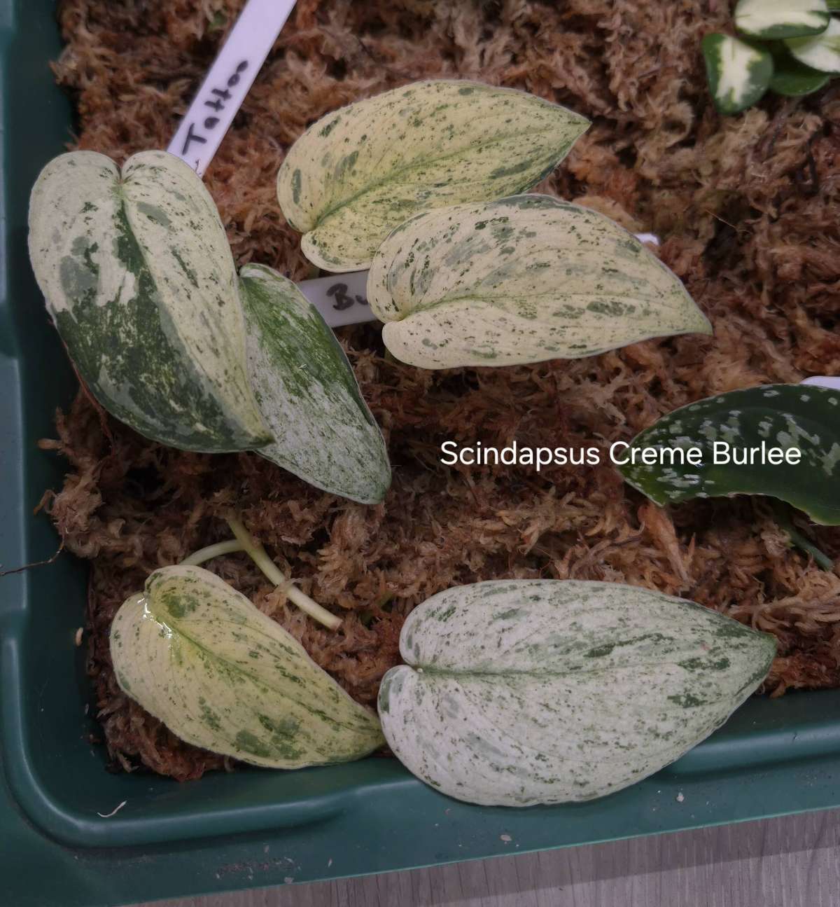 Scindapsus-Ableger