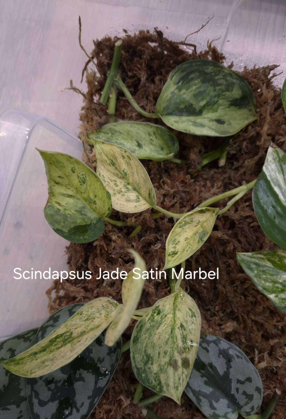 Scindapsus Jade Satin Marbel