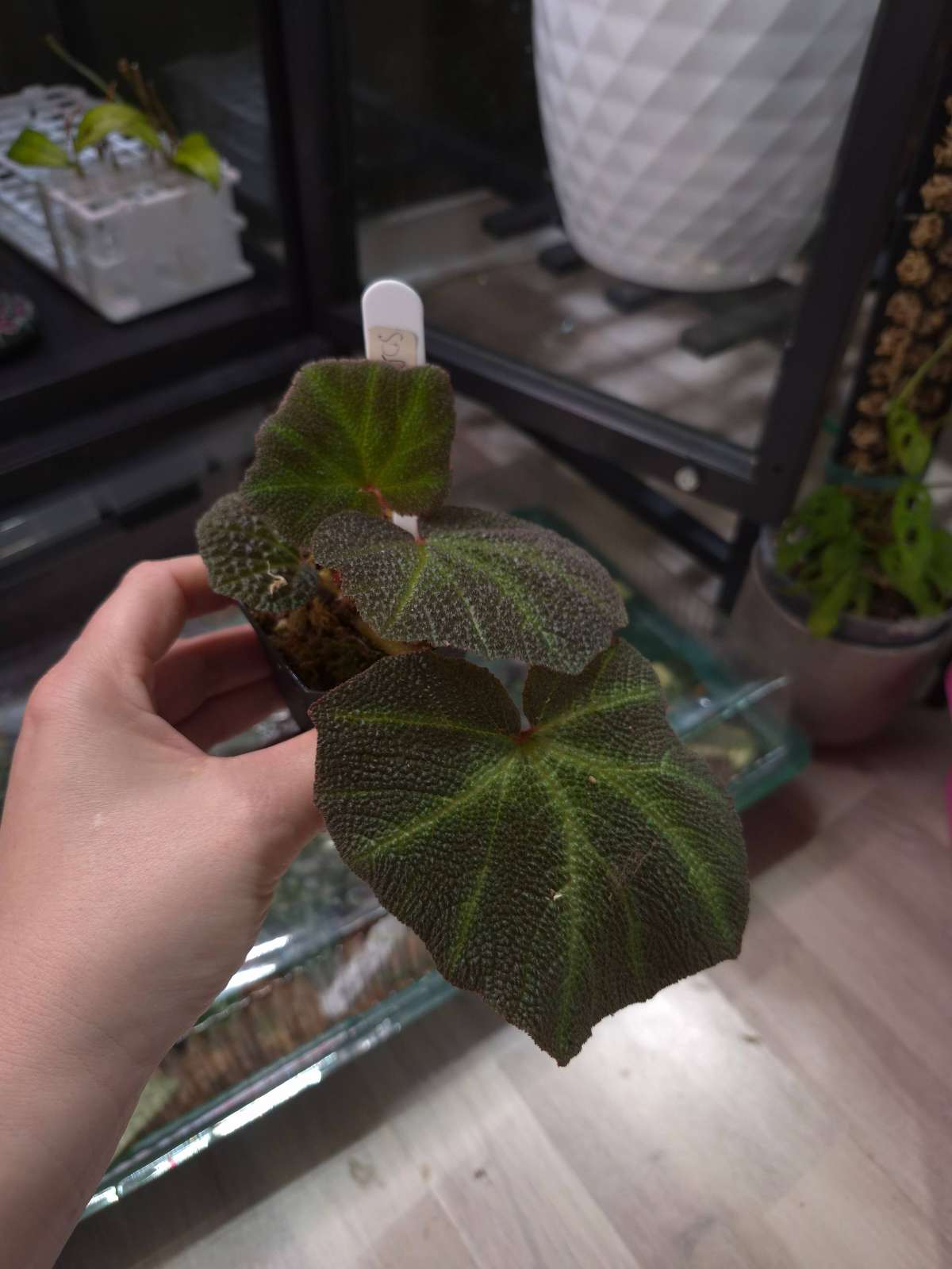 Begonia Solimutata
