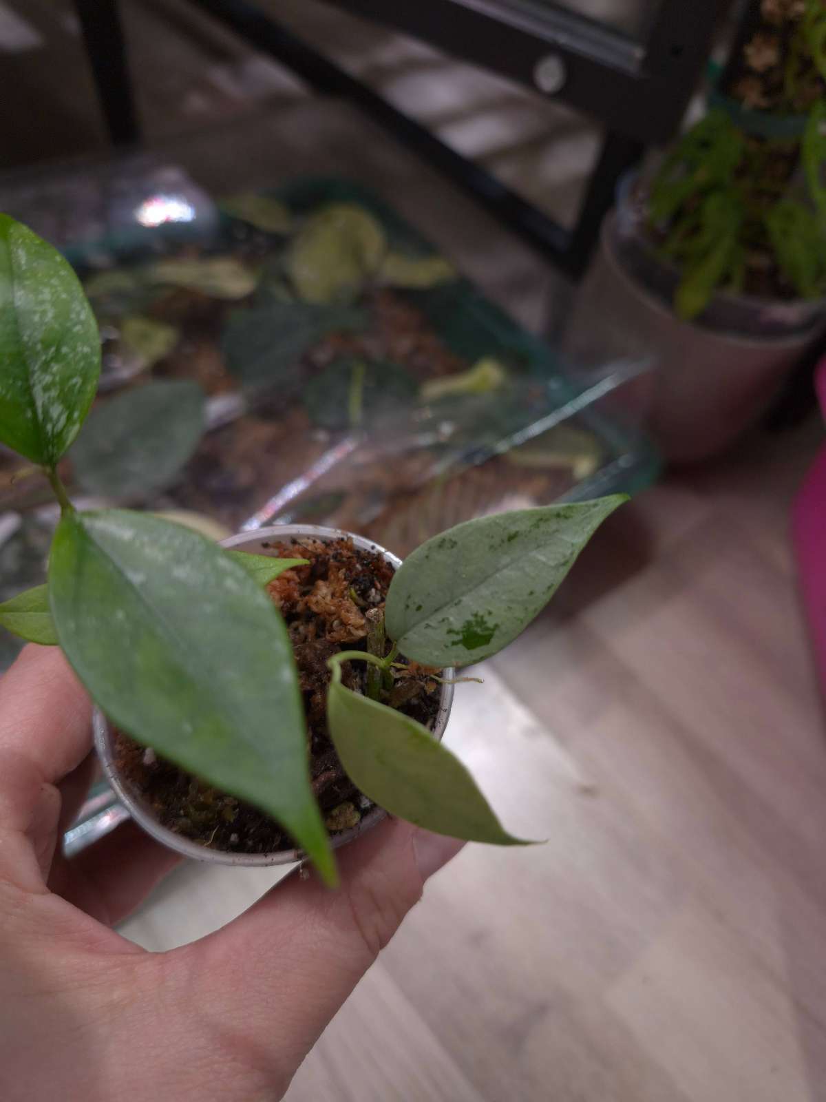 Hoya Coriacea Silver