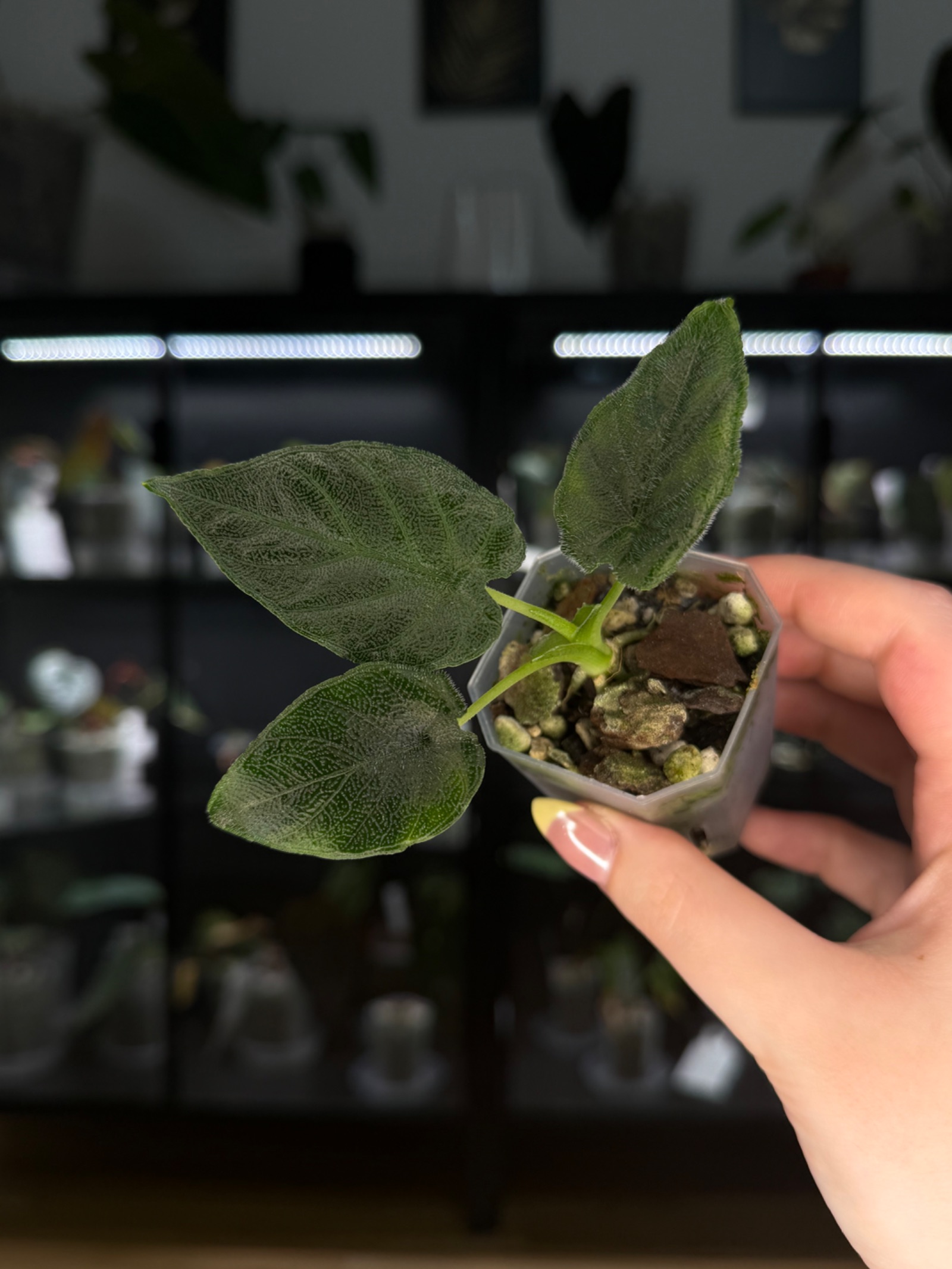 Alocasia Antoro velvet