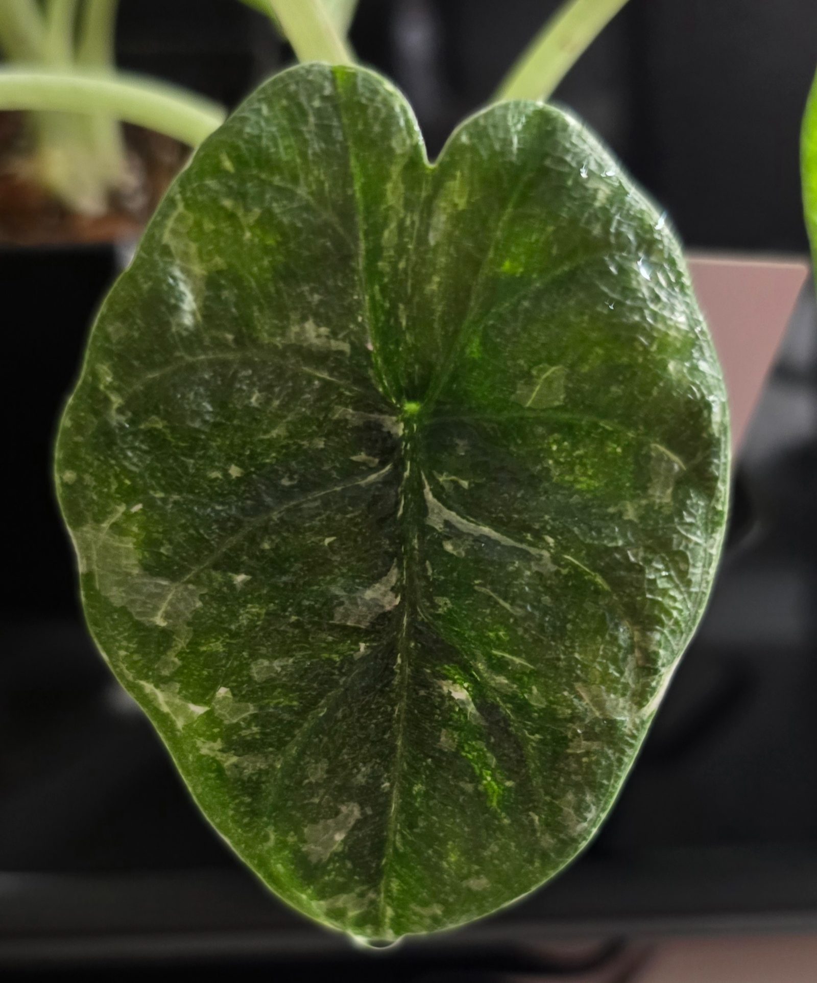Alocasia Melo 'Splash'