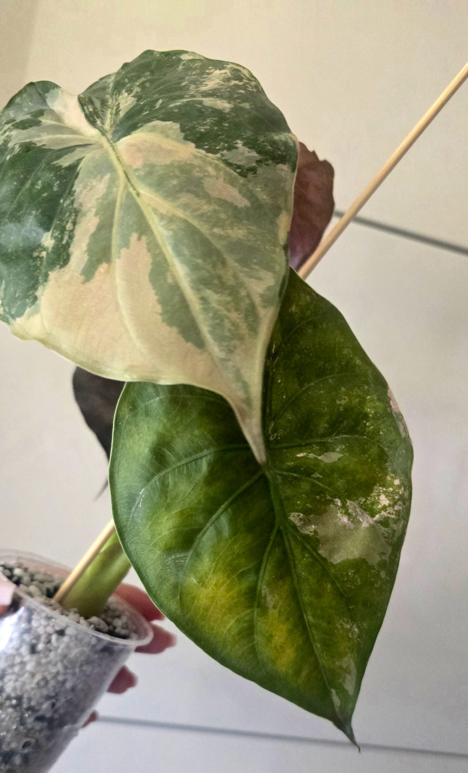 Alocasia Wentii Albo/Pink