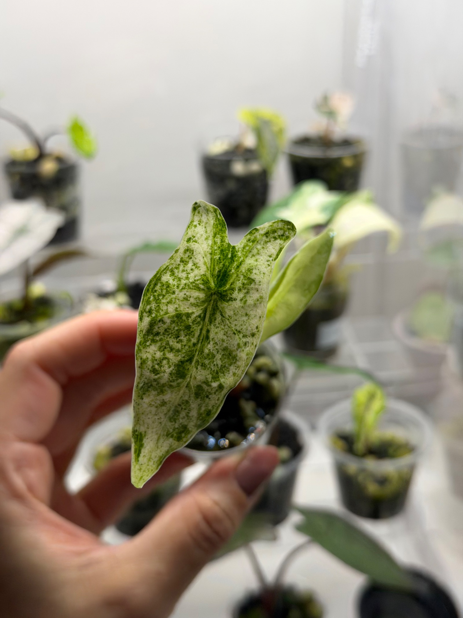 Alocasia Zebrina Mojito Babypflanze